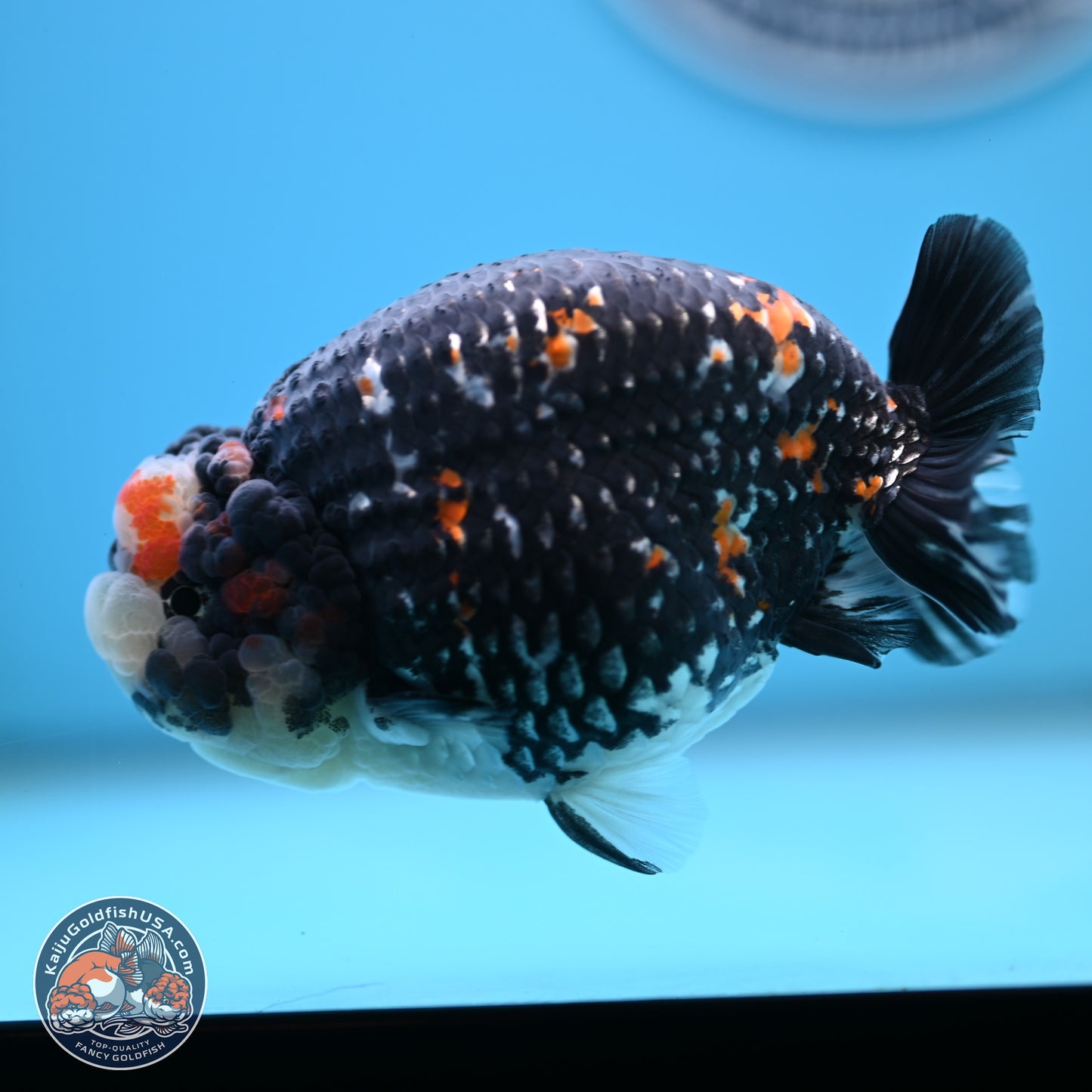 Heavy Ink Tricolor Tiger Ranchu 4.5 inches Body - Male (250221_RC02)