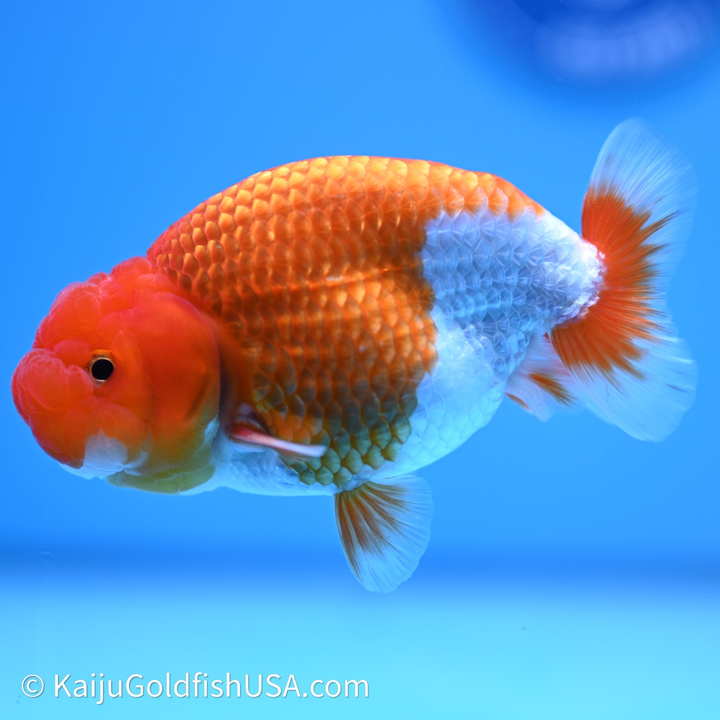 Red White Buffalo Ranchu 4in Body (240621_RC02) - Kaiju Goldfish USA