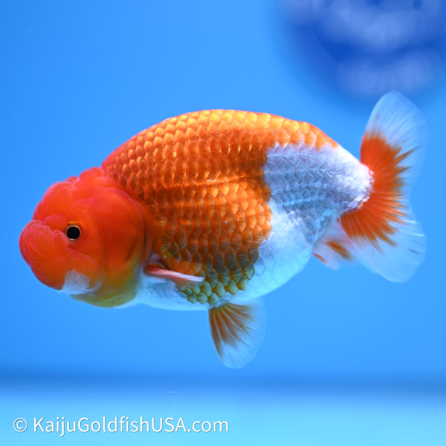 Red White Buffalo Ranchu 4in Body (240621_RC02) - Kaiju Goldfish USA