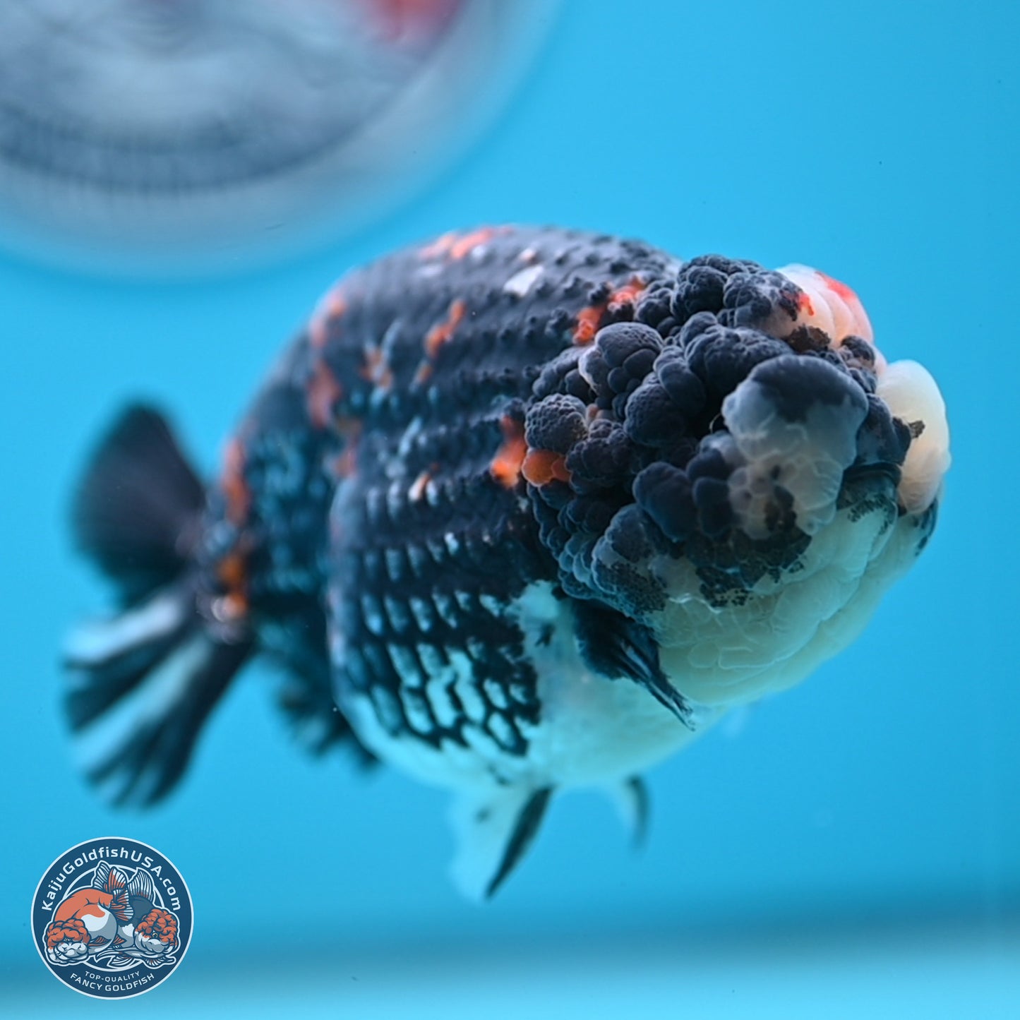 Heavy Ink Tricolor Tiger Ranchu 4.5 inches Body - Male (250221_RC02)