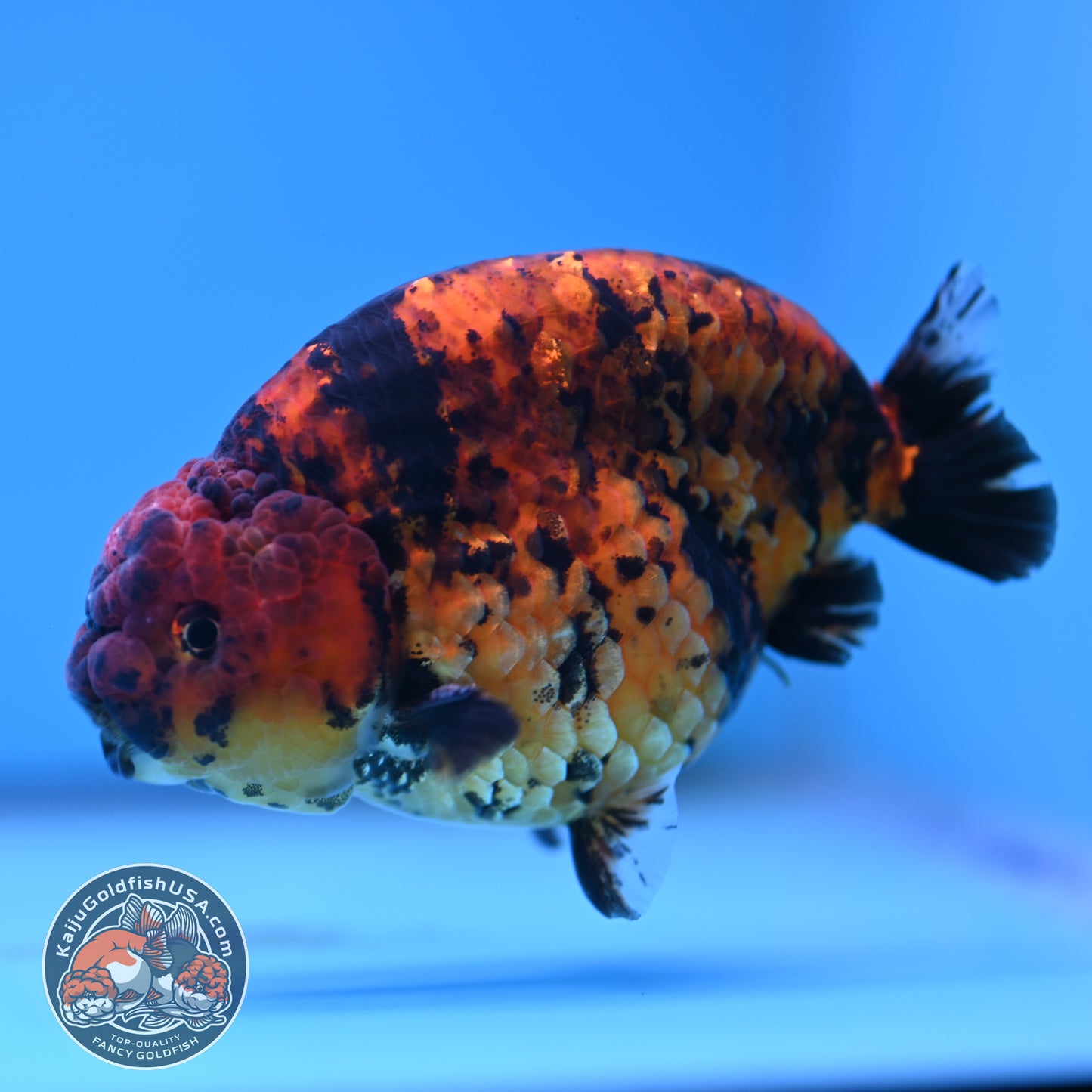 Tiger Ranchu 4.5 inches Body (250516_RC02)