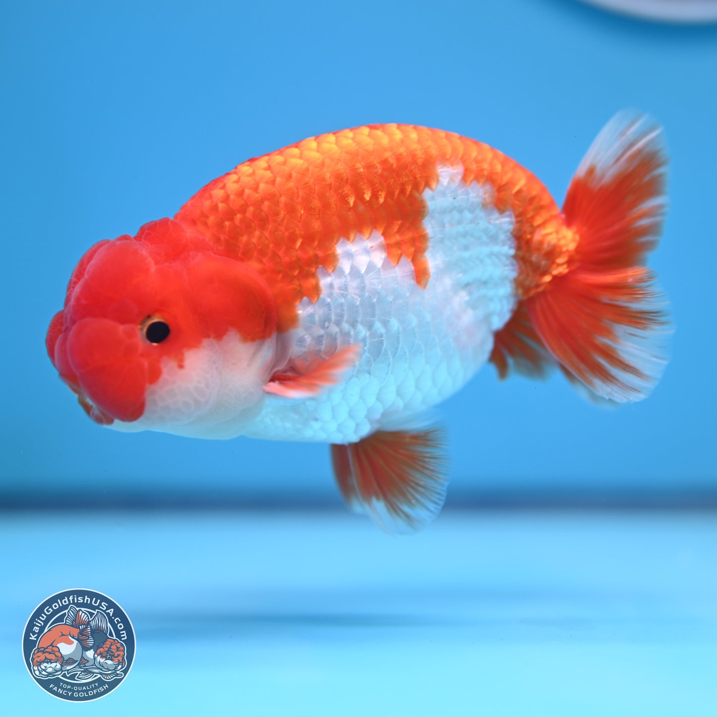 Red White Buffalo Ranchu 5 inches (241011_RC02) - Kaiju Goldfish USA