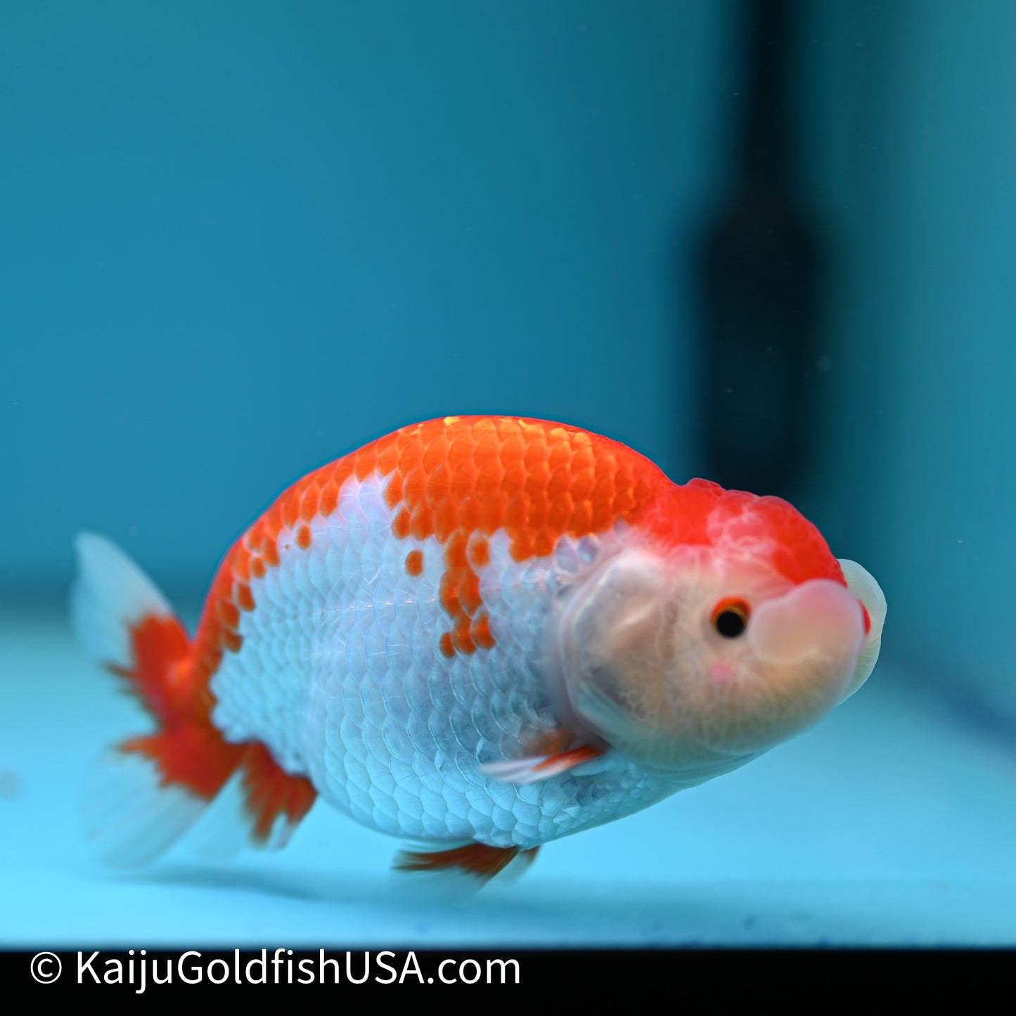 Red White Buffalo Ranchu 4in Body (240614_RC02) - Kaiju Goldfish USA