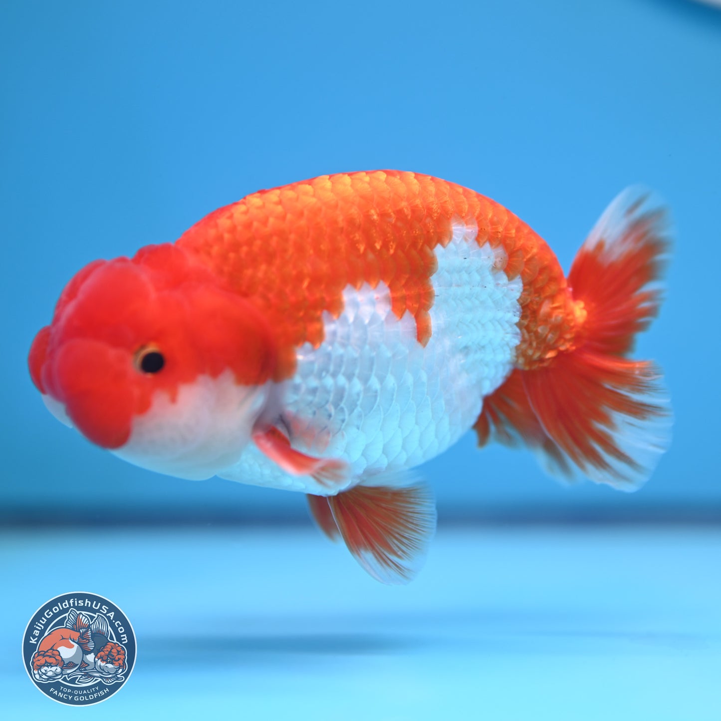 Red White Buffalo Ranchu 5 inches (241011_RC02) - Kaiju Goldfish USA