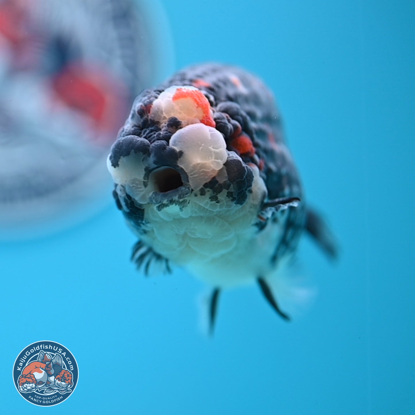 Heavy Ink Tricolor Tiger Ranchu 4.5 inches Body - Male (250221_RC02)