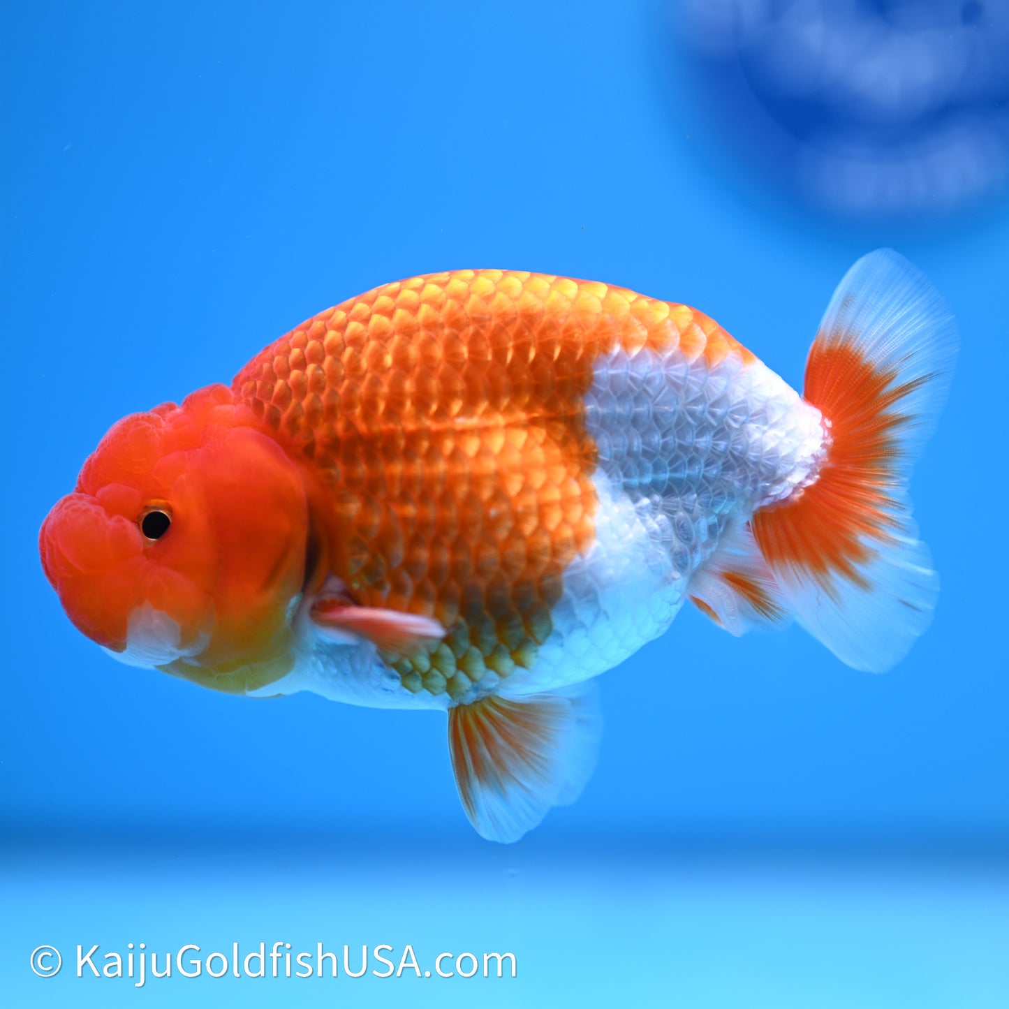 Red White Buffalo Ranchu 4in Body (240621_RC02) - Kaiju Goldfish USA