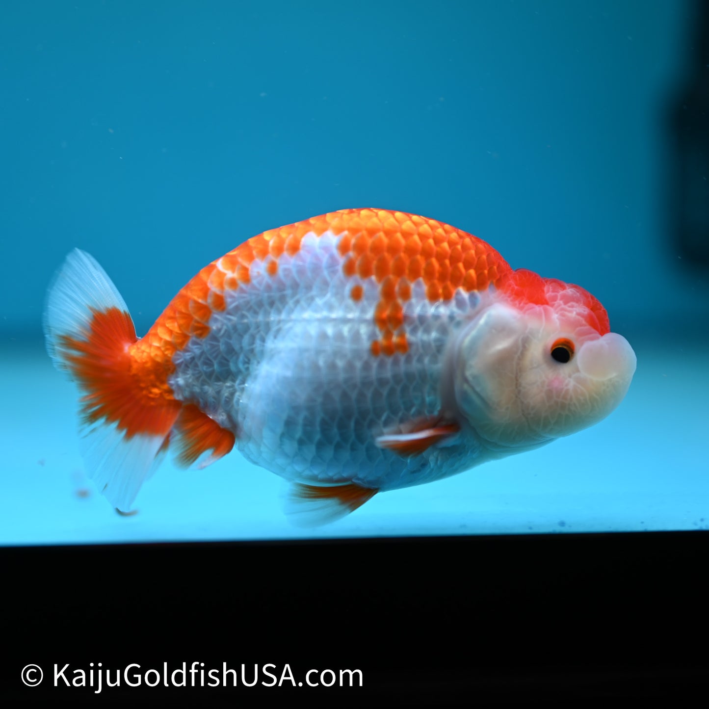 Red White Buffalo Ranchu 4in Body (240614_RC02) - Kaiju Goldfish USA