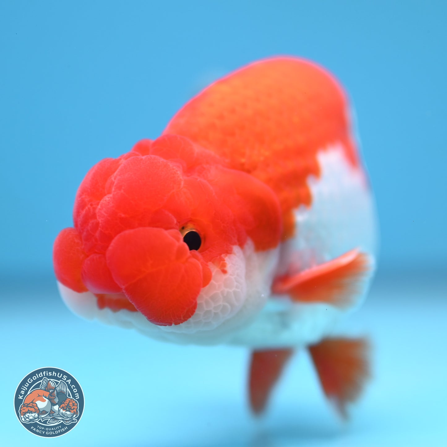 Red White Buffalo Ranchu 5 inches (241011_RC02) - Kaiju Goldfish USA