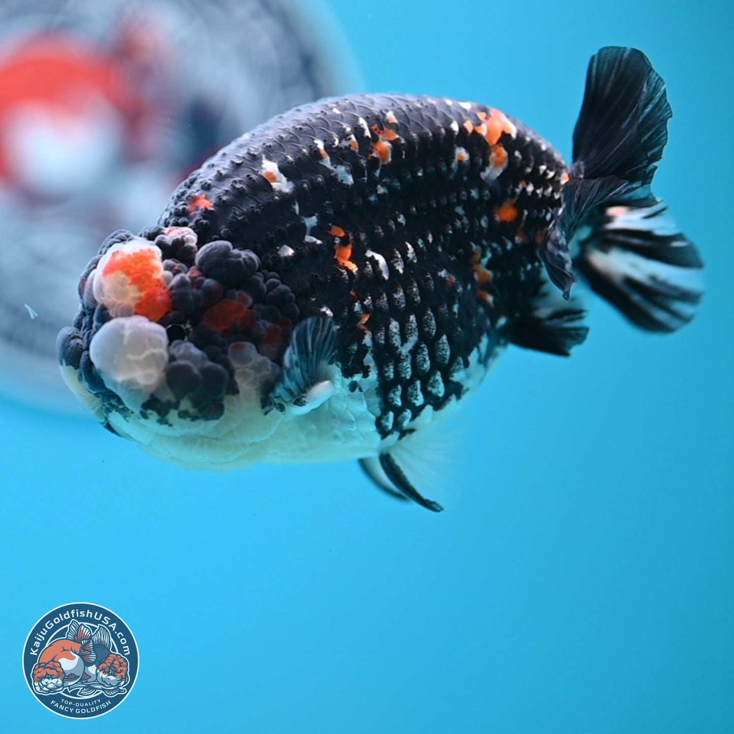 Heavy Ink Tricolor Tiger Ranchu 4.5 inches Body - Male (250221_RC02)