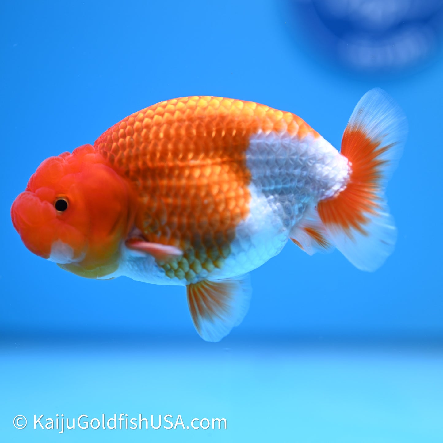 Red White Buffalo Ranchu 4in Body (240621_RC02) - Kaiju Goldfish USA
