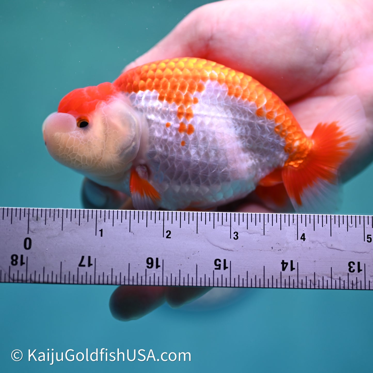Red White Buffalo Ranchu 4in Body (240614_RC02) - Kaiju Goldfish USA