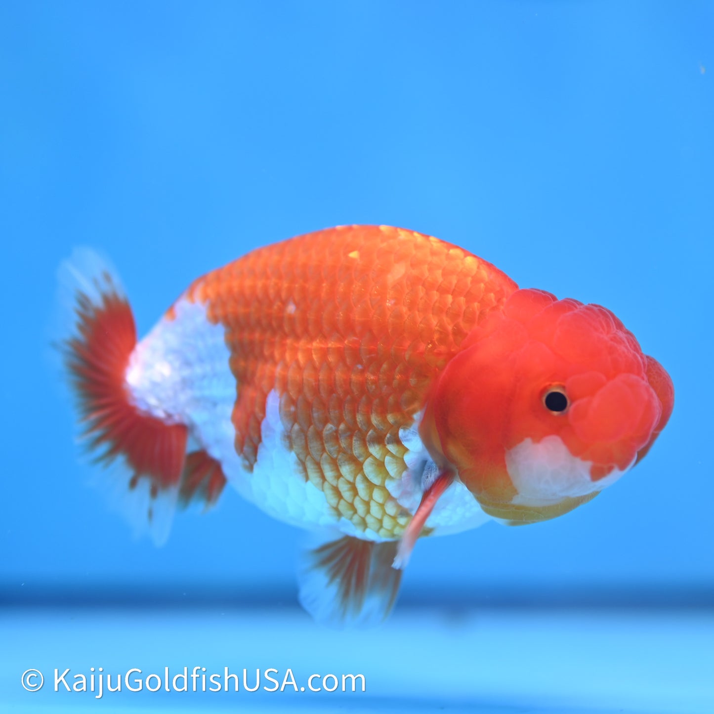 Red White Buffalo Ranchu 4in Body (240621_RC02) - Kaiju Goldfish USA