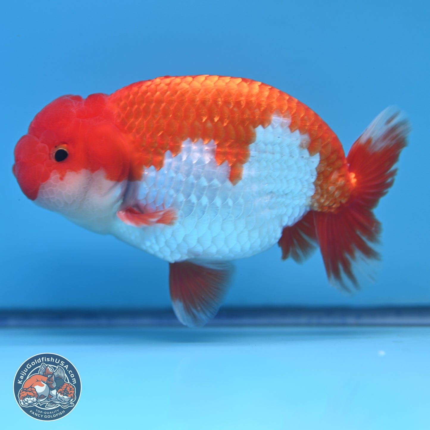 Red White Buffalo Ranchu 5 inches (241011_RC02) - Kaiju Goldfish USA