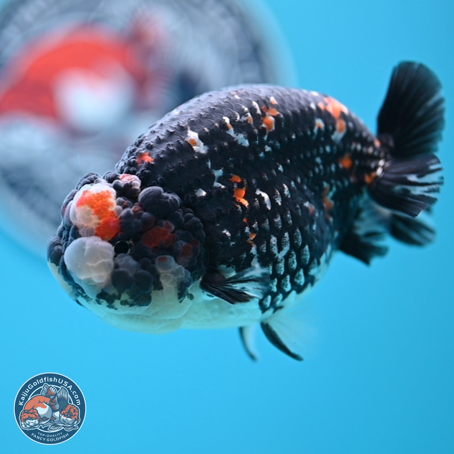 Heavy Ink Tricolor Tiger Ranchu 4.5 inches Body - Male (250221_RC02)