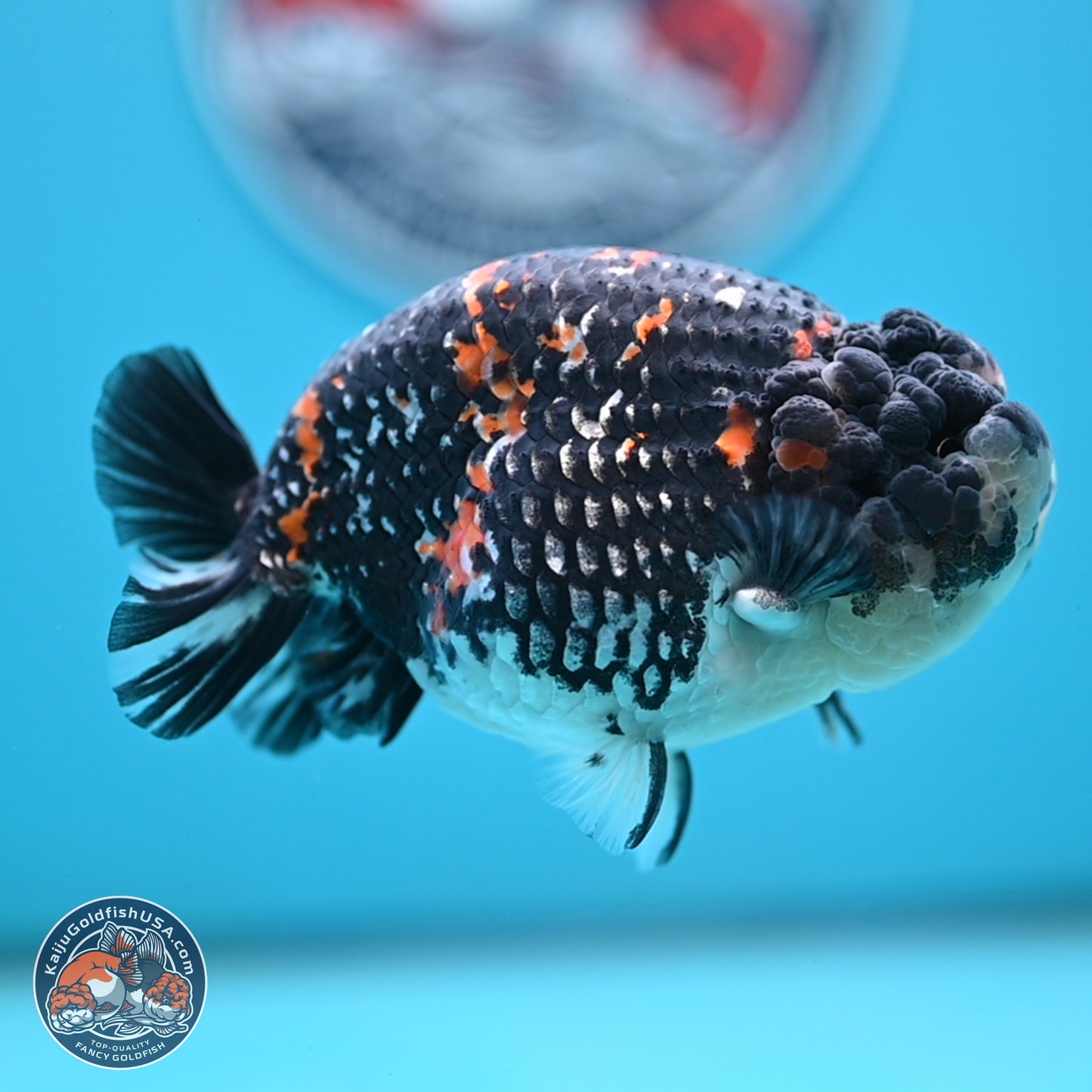 Heavy Ink Tricolor Tiger Ranchu 4.5 inches Body - Male (250221_RC02)