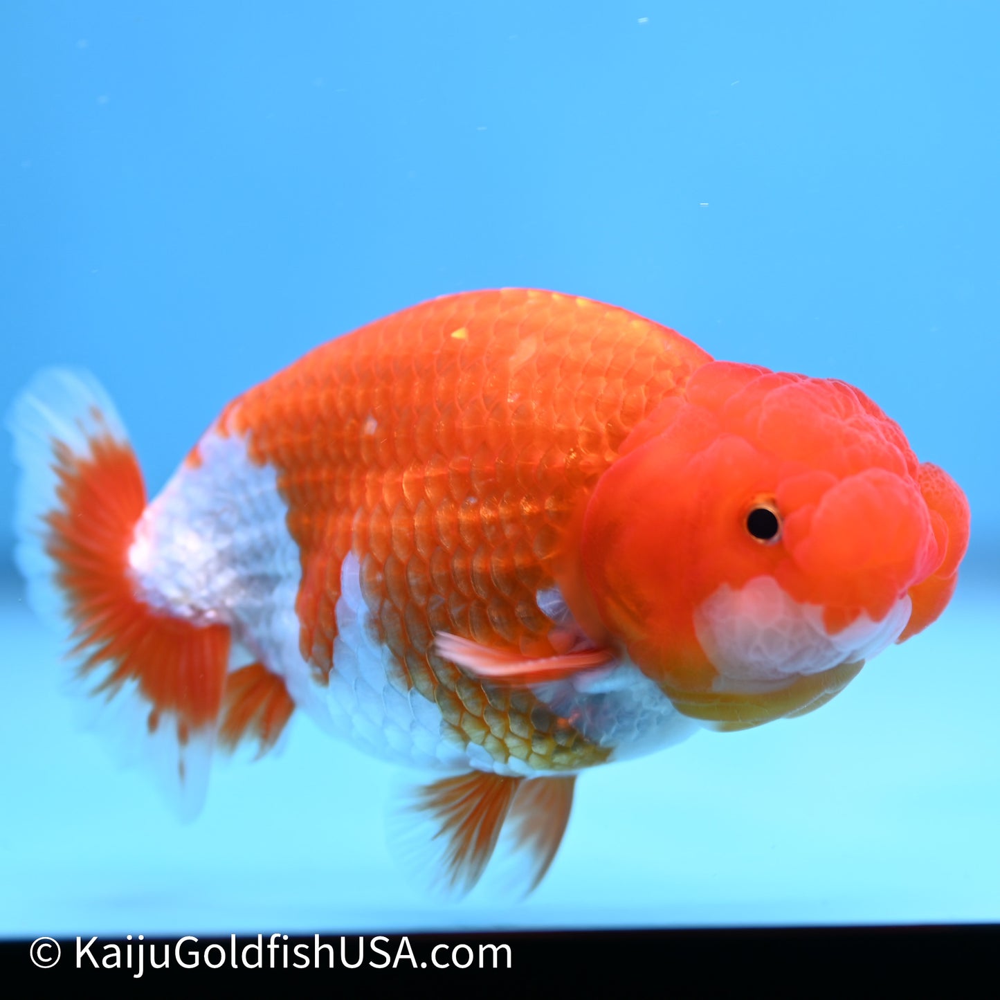 Red White Buffalo Ranchu 4in Body (240621_RC02) - Kaiju Goldfish USA
