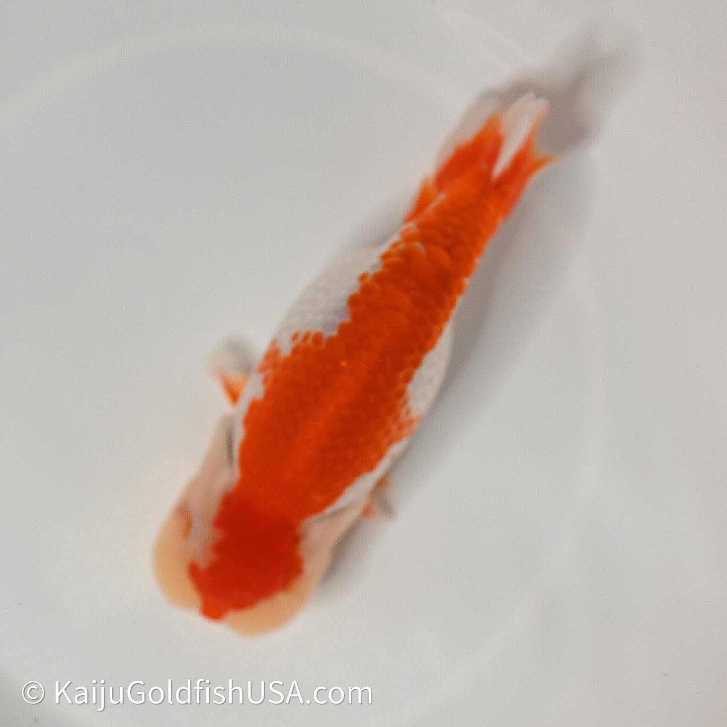 Red White Buffalo Ranchu 4in Body (240614_RC02) - Kaiju Goldfish USA
