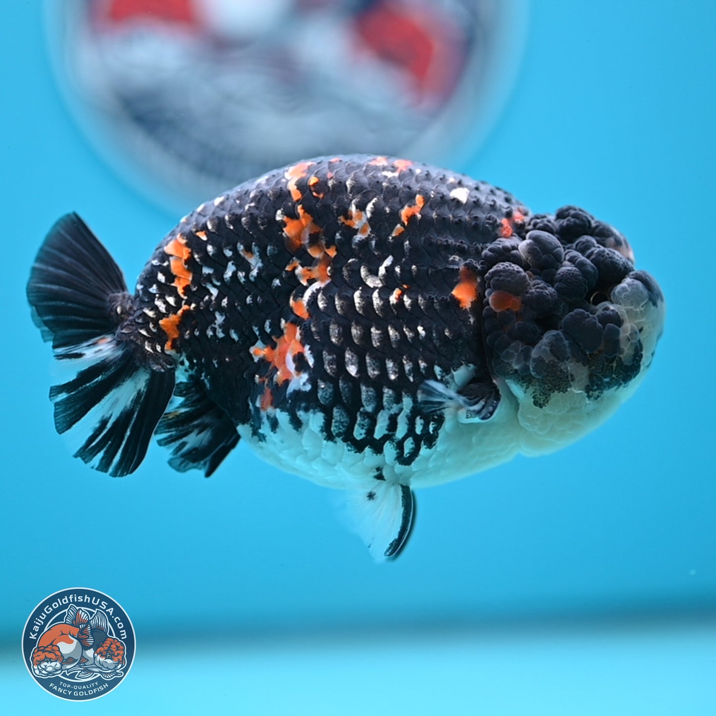 Heavy Ink Tricolor Tiger Ranchu 4.5 inches Body - Male (250221_RC02)