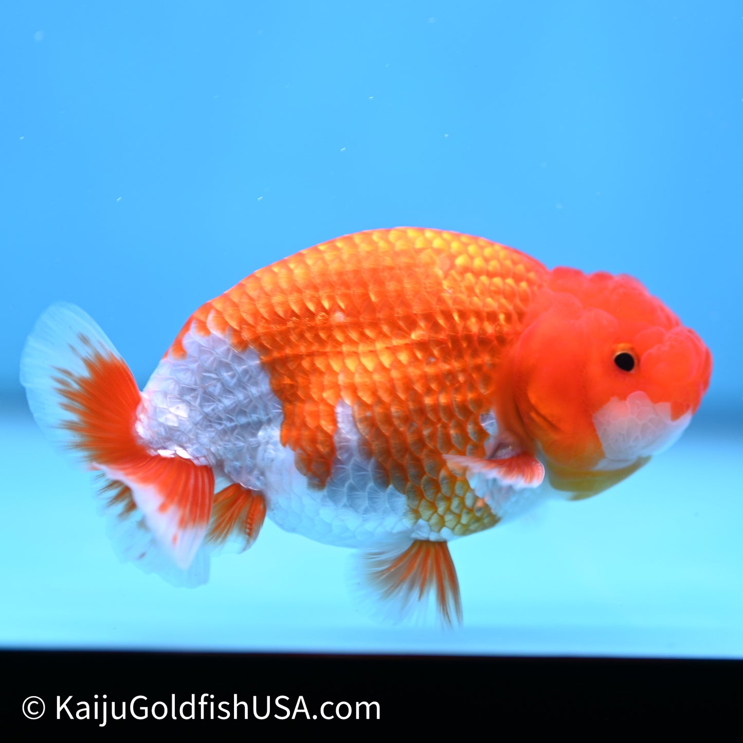 Red White Buffalo Ranchu 4in Body (240621_RC02) - Kaiju Goldfish USA