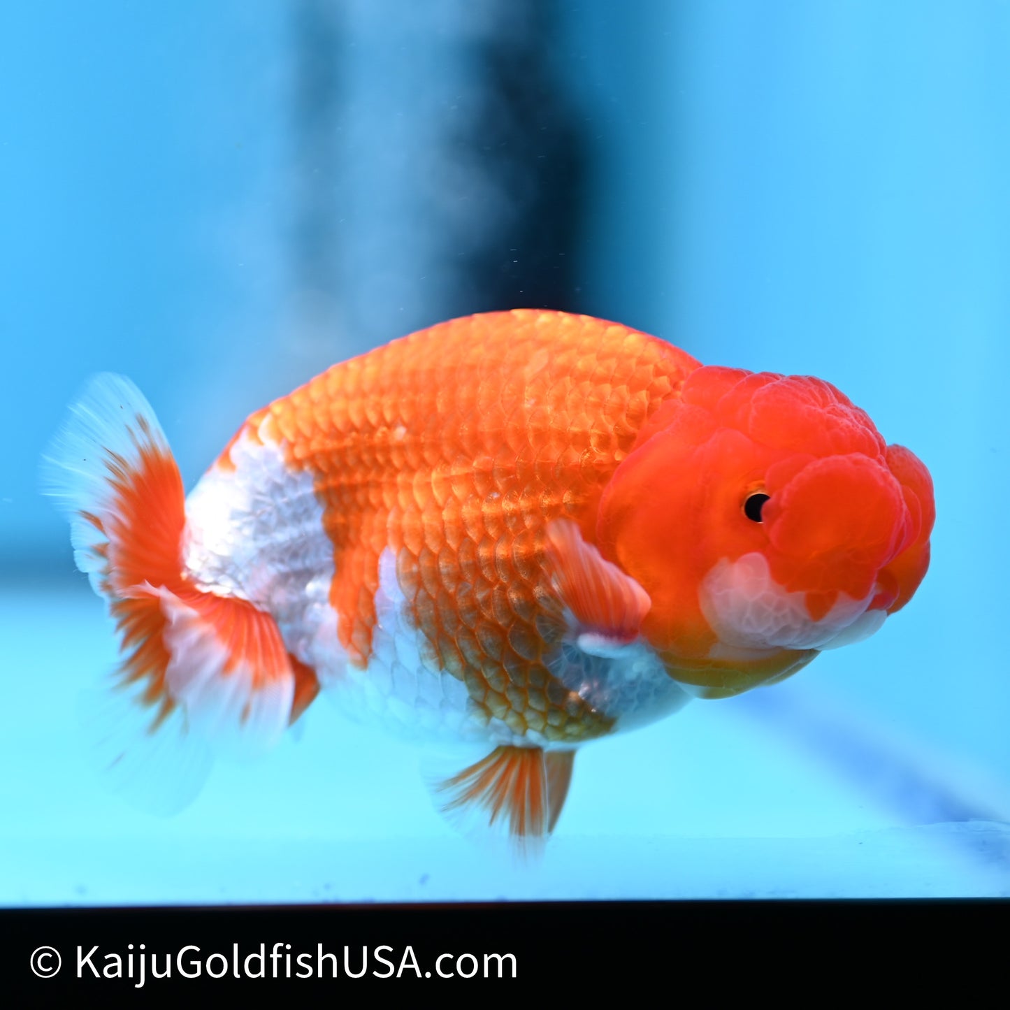 Red White Buffalo Ranchu 4in Body (240621_RC02) - Kaiju Goldfish USA