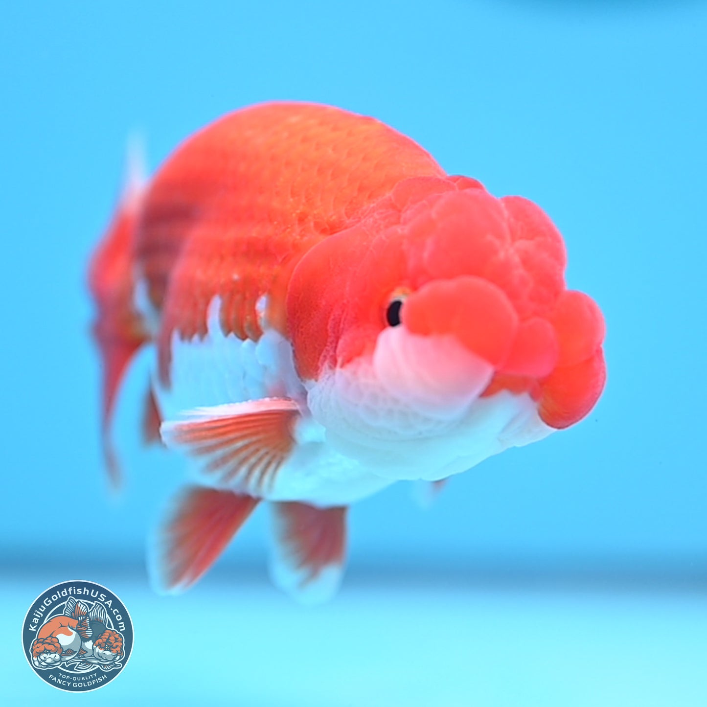Red White Buffalo Ranchu 5 inches (241011_RC02) - Kaiju Goldfish USA