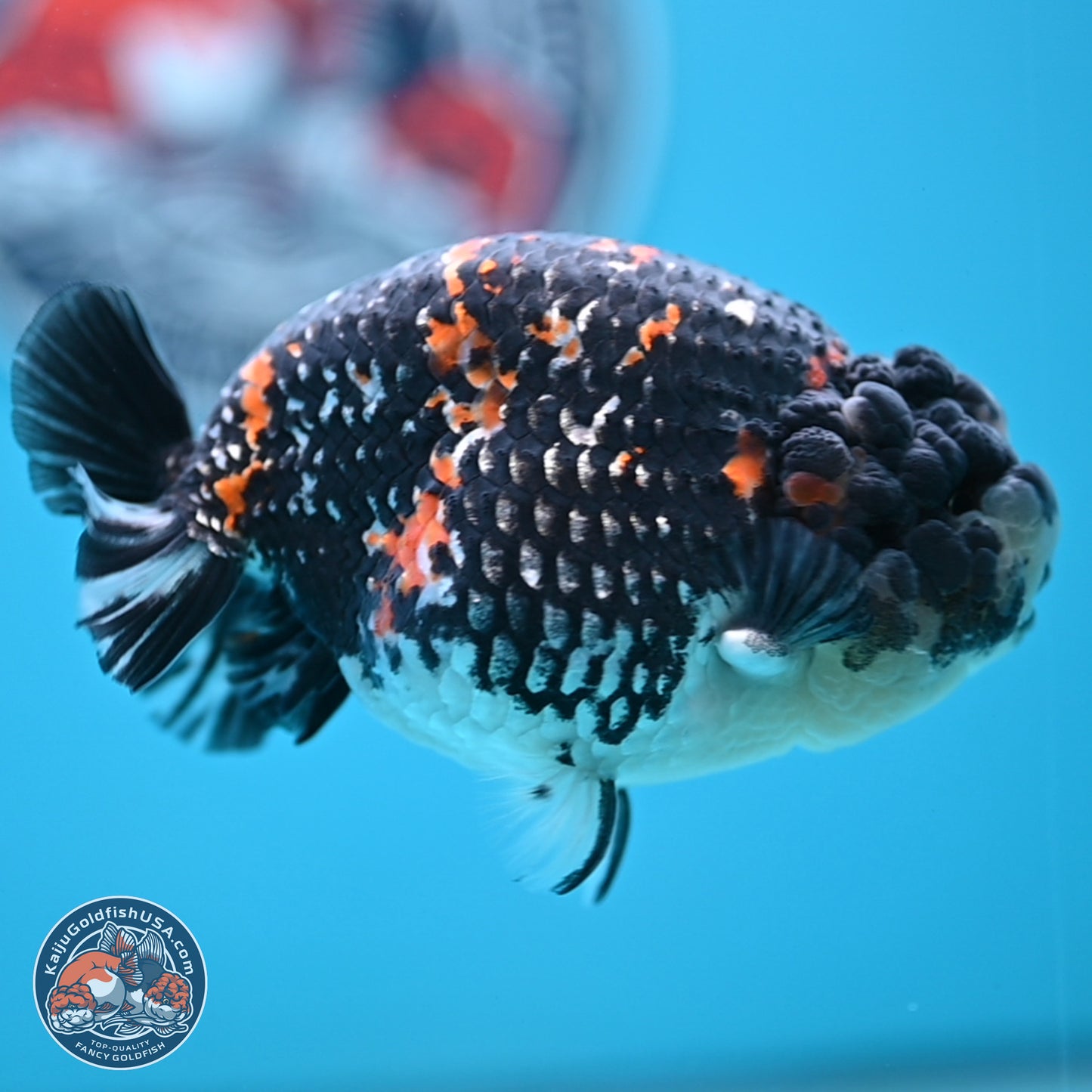 Heavy Ink Tricolor Tiger Ranchu 4.5 inches Body - Male (250221_RC02)