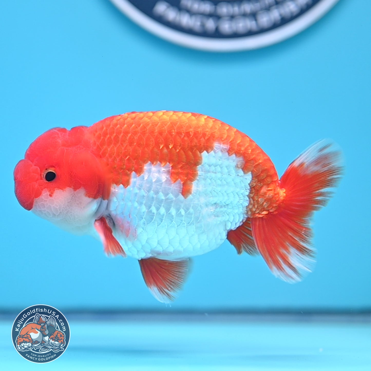 Red White Buffalo Ranchu 5 inches (241011_RC02) - Kaiju Goldfish USA