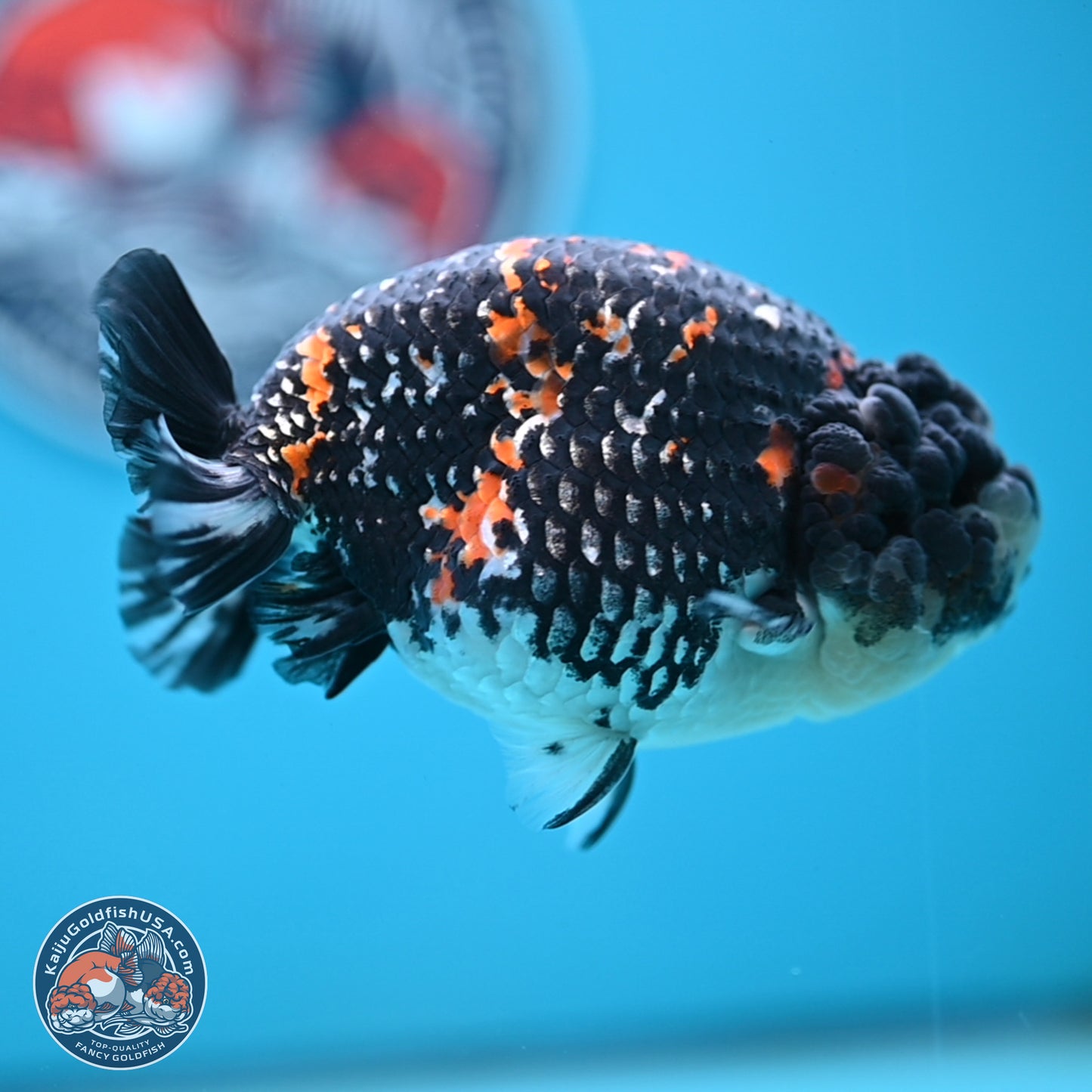 Heavy Ink Tricolor Tiger Ranchu 4.5 inches Body - Male (250221_RC02)