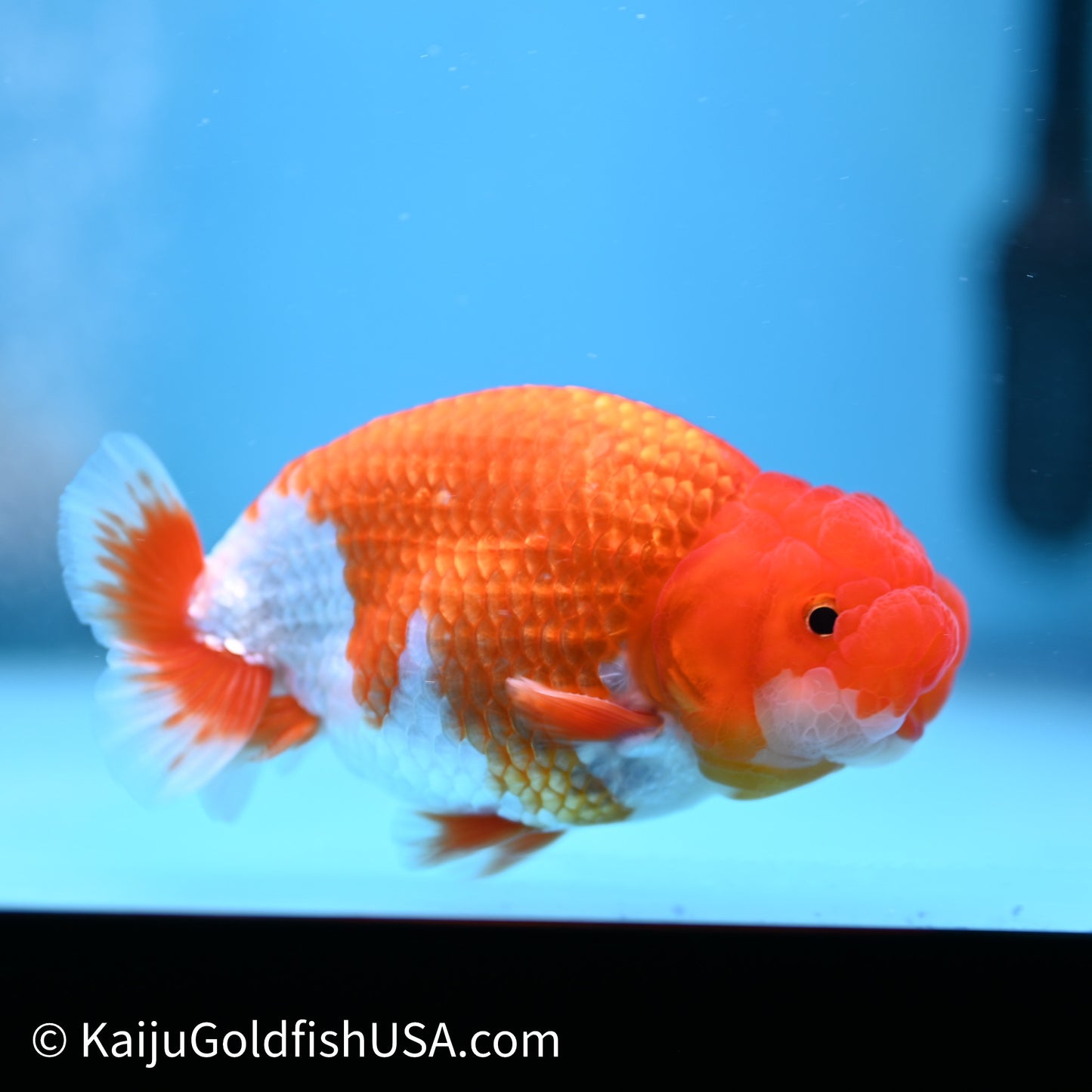 Red White Buffalo Ranchu 4in Body (240621_RC02) - Kaiju Goldfish USA