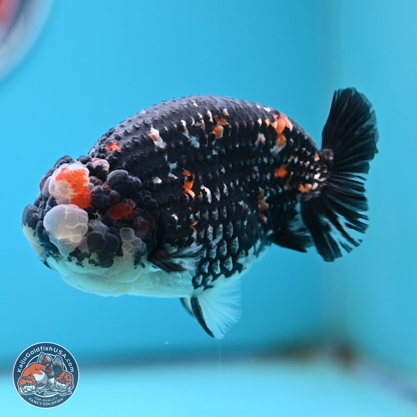 Heavy Ink Tricolor Tiger Ranchu 4.5 inches Body - Male (250221_RC02)