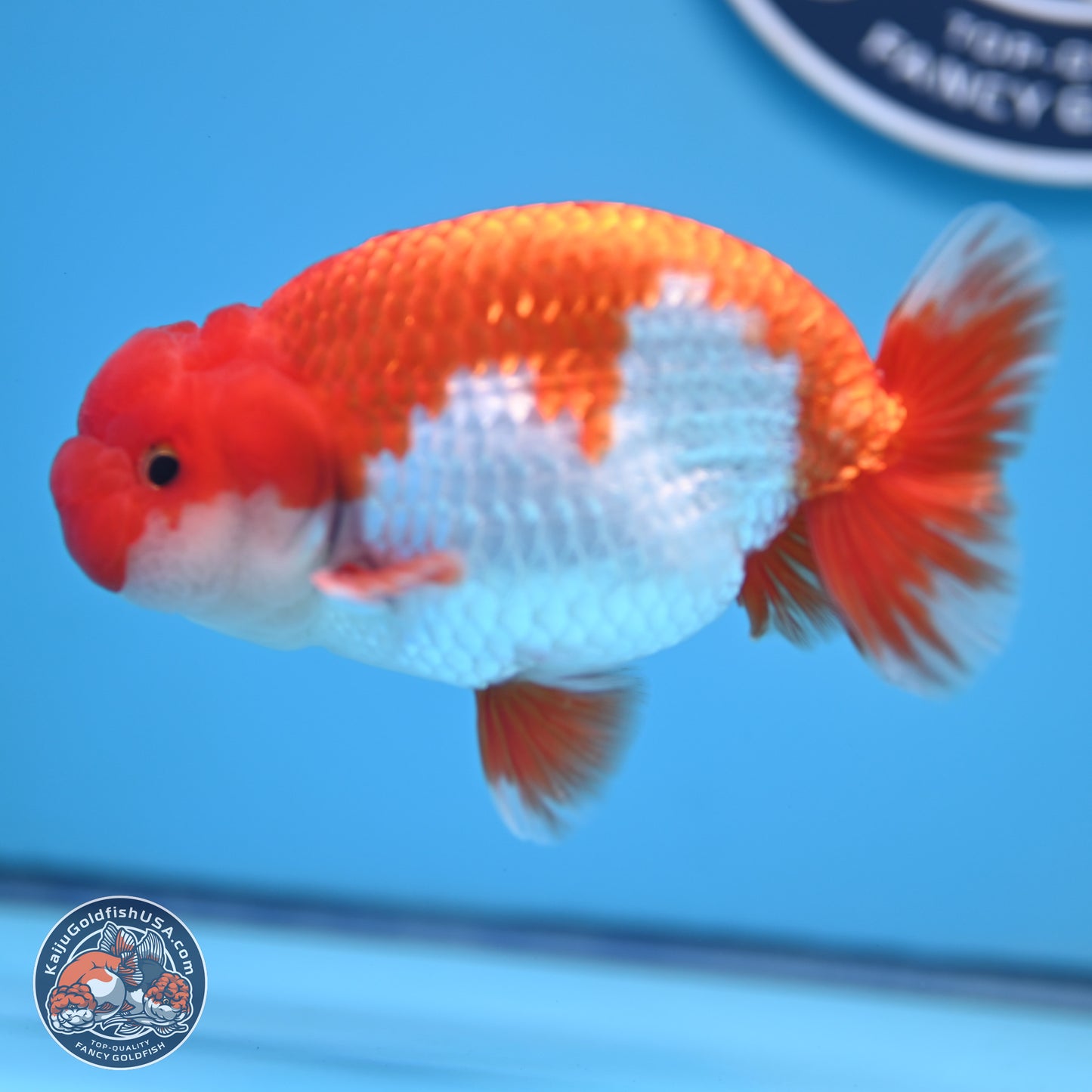 Red White Buffalo Ranchu 5 inches (241011_RC02) - Kaiju Goldfish USA