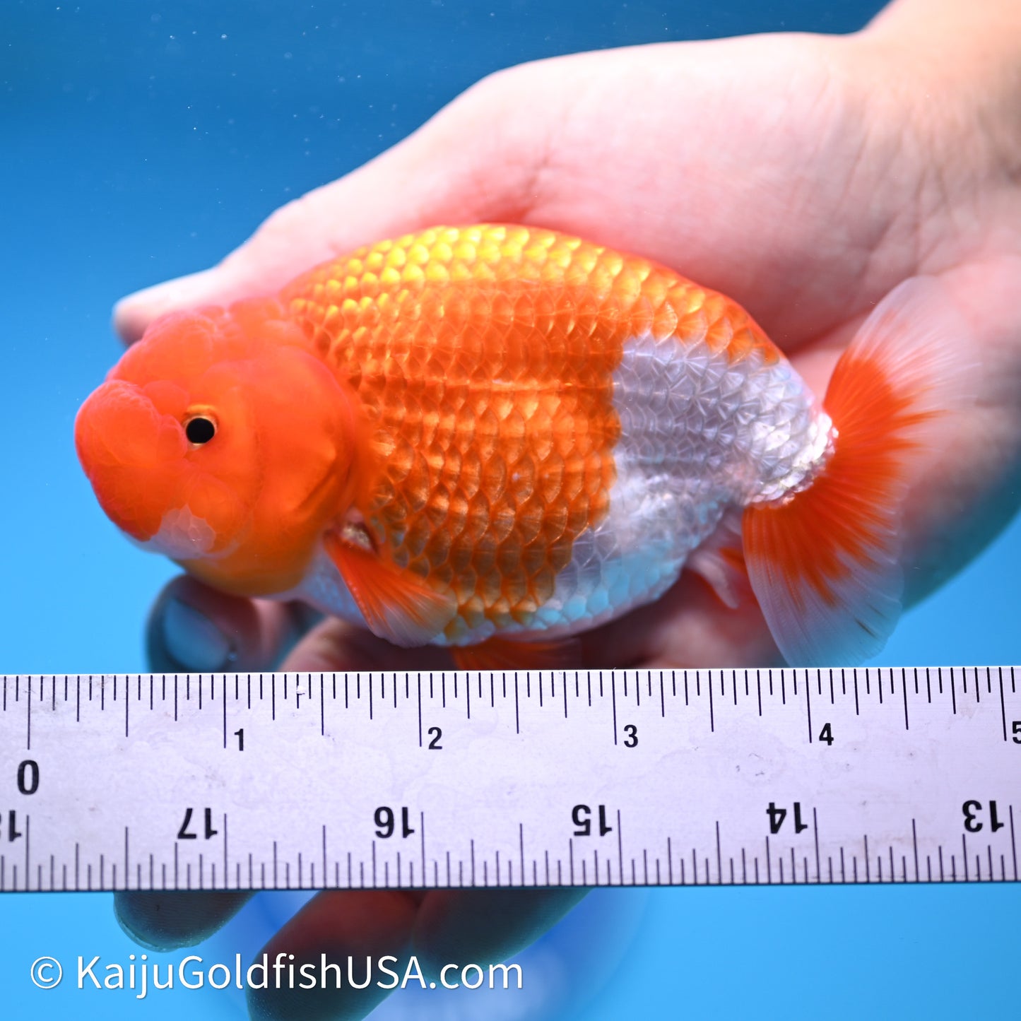 Red White Buffalo Ranchu 4in Body (240621_RC02) - Kaiju Goldfish USA