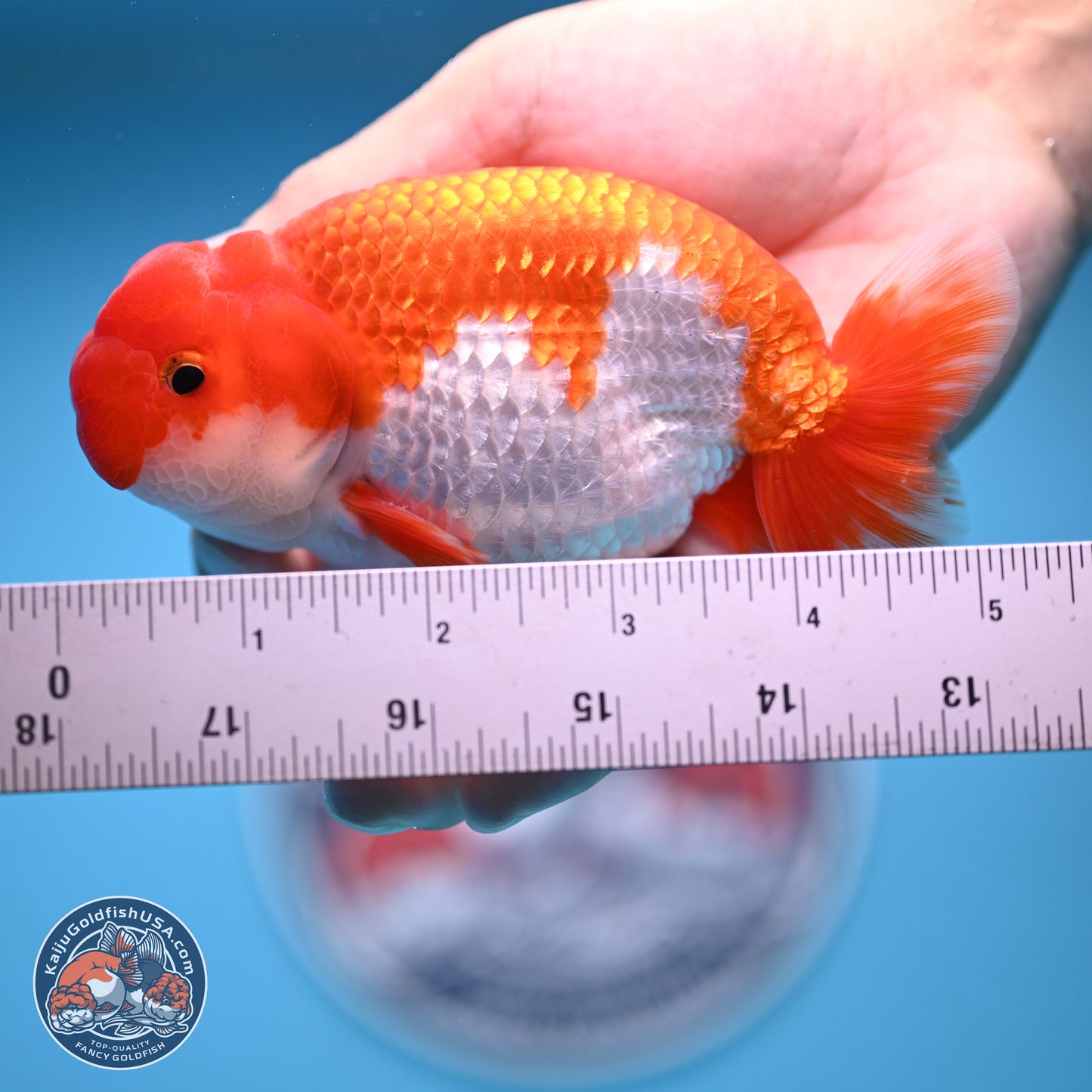 Red White Buffalo Ranchu 5 inches (241011_RC02) - Kaiju Goldfish USA