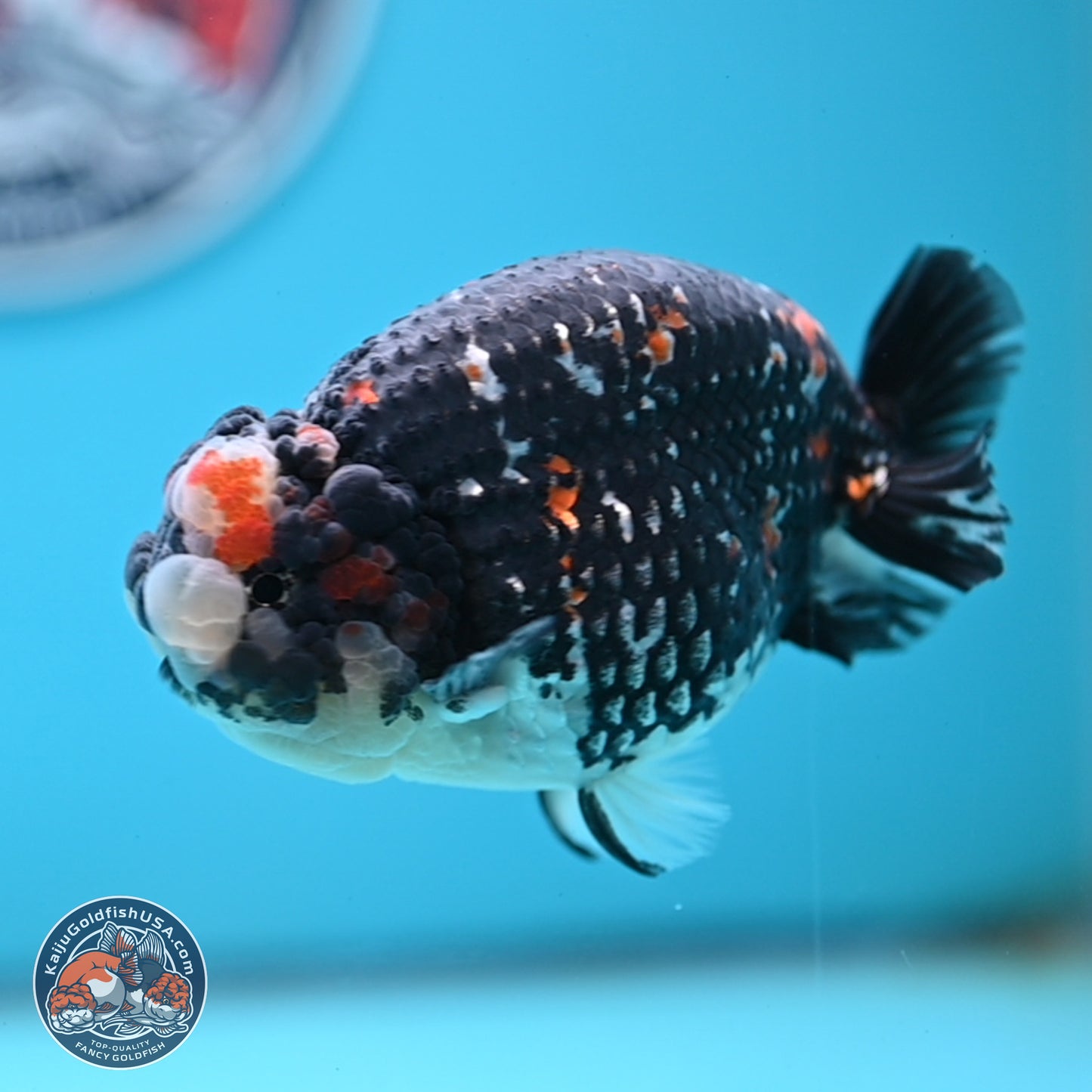 Heavy Ink Tricolor Tiger Ranchu 4.5 inches Body - Male (250221_RC02)