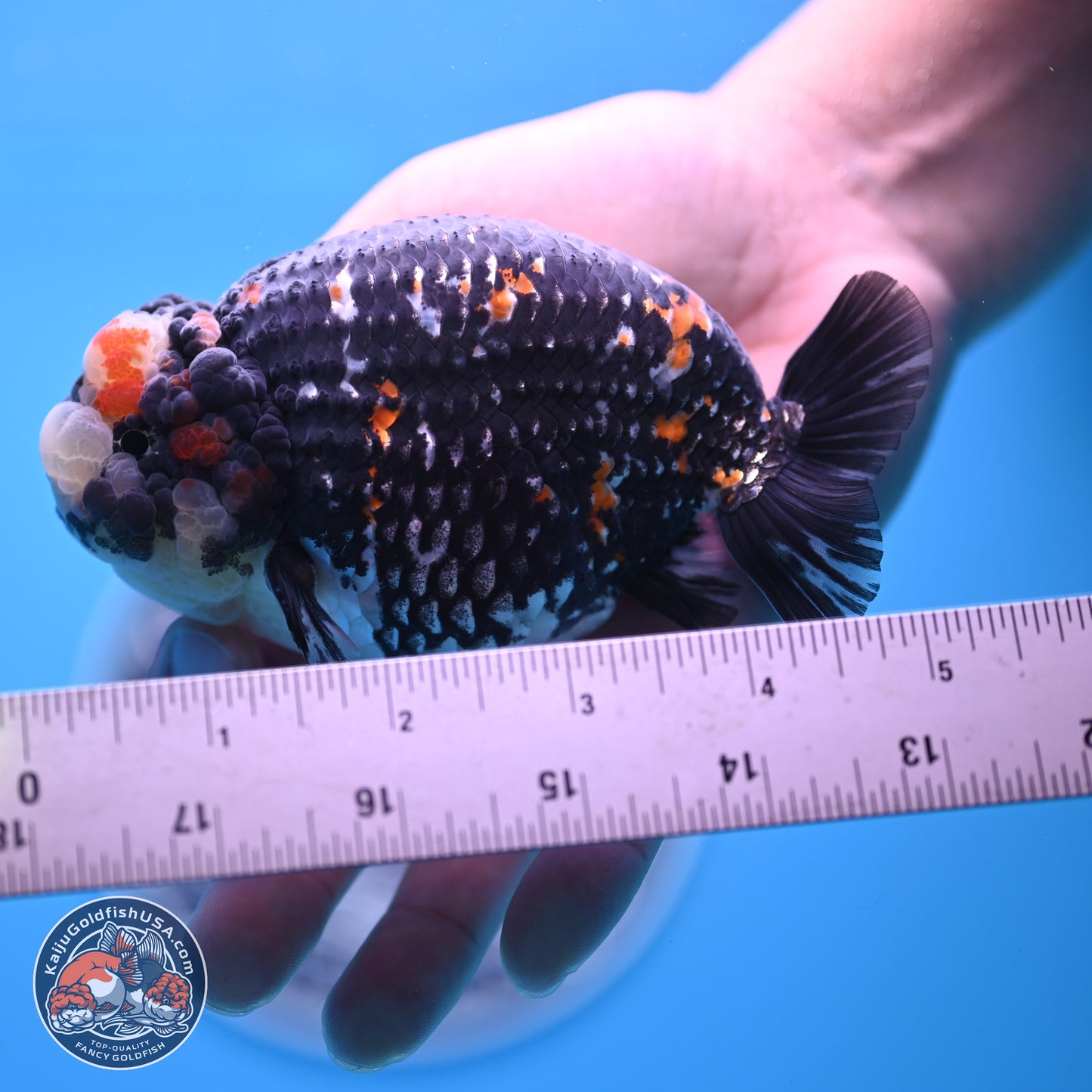 Heavy Ink Tricolor Tiger Ranchu 4.5 inches Body - Male (250221_RC02)