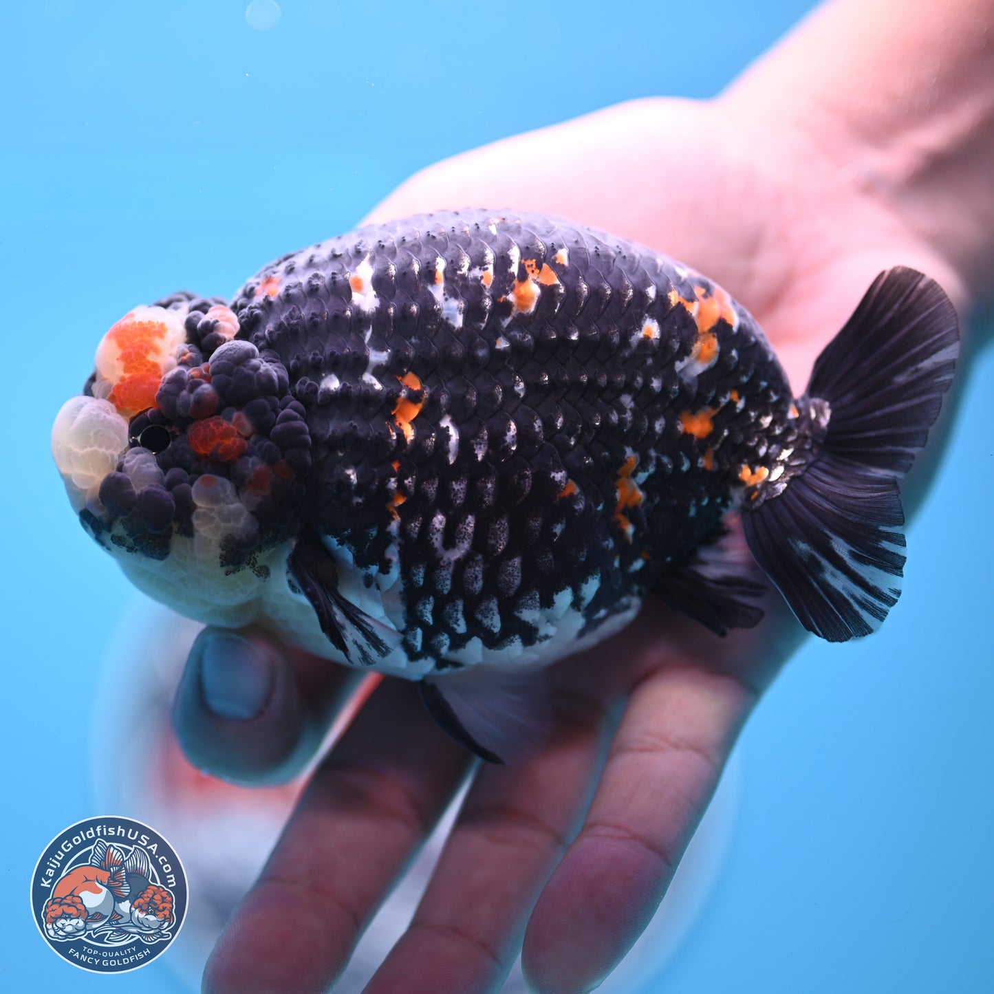 Heavy Ink Tricolor Tiger Ranchu 4.5 inches Body - Male (250221_RC02)