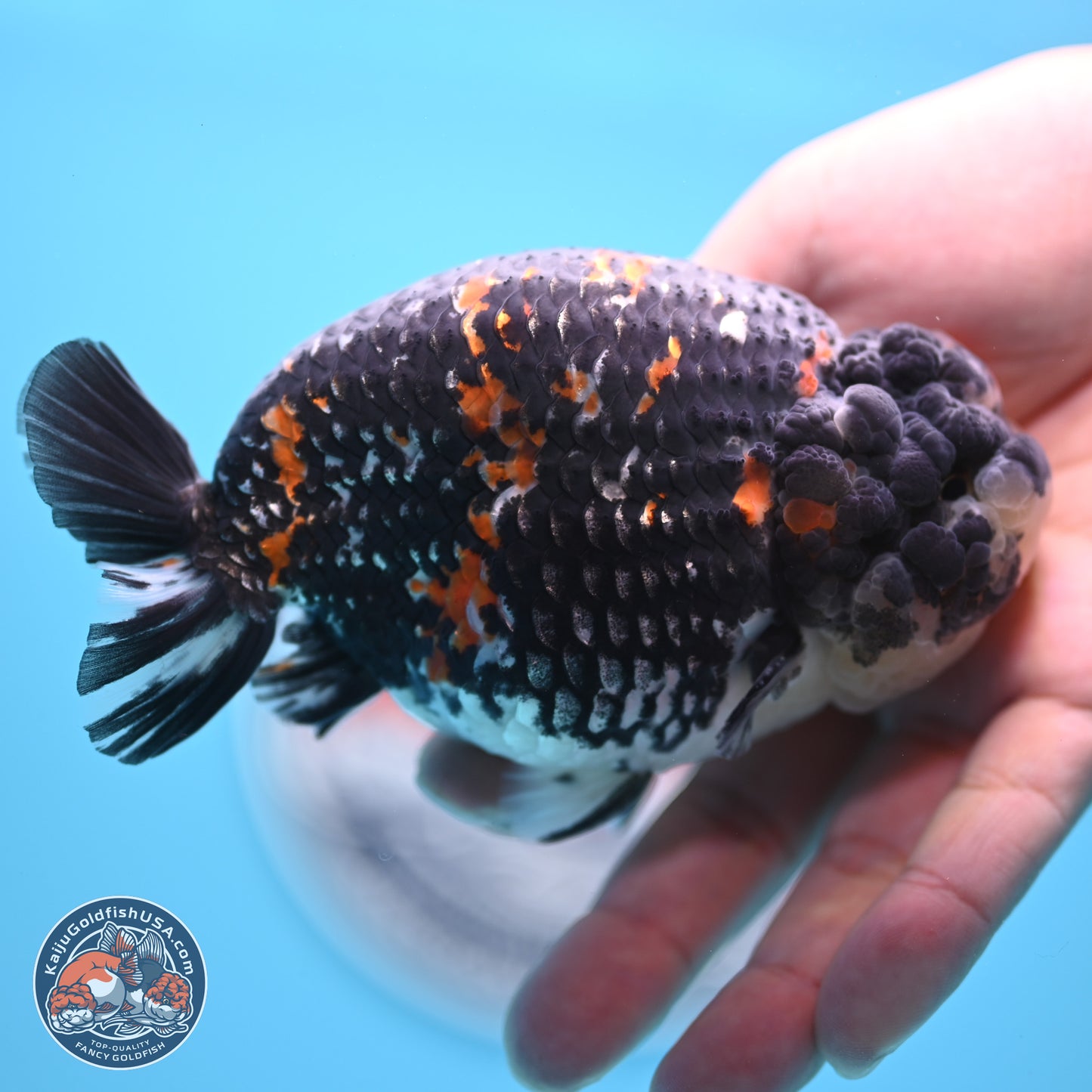 Heavy Ink Tricolor Tiger Ranchu 4.5 inches Body - Male (250221_RC02)