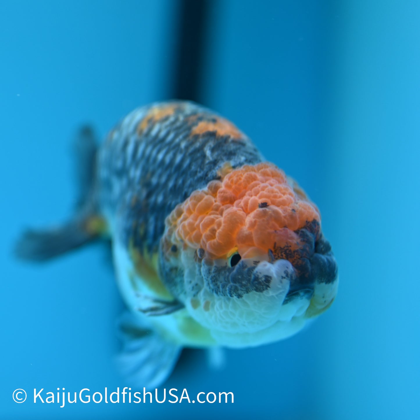 Blue Based Red Head Kirin Ranchu 4-4.5 inches (240329_RC02) - Kaiju Goldfish USA