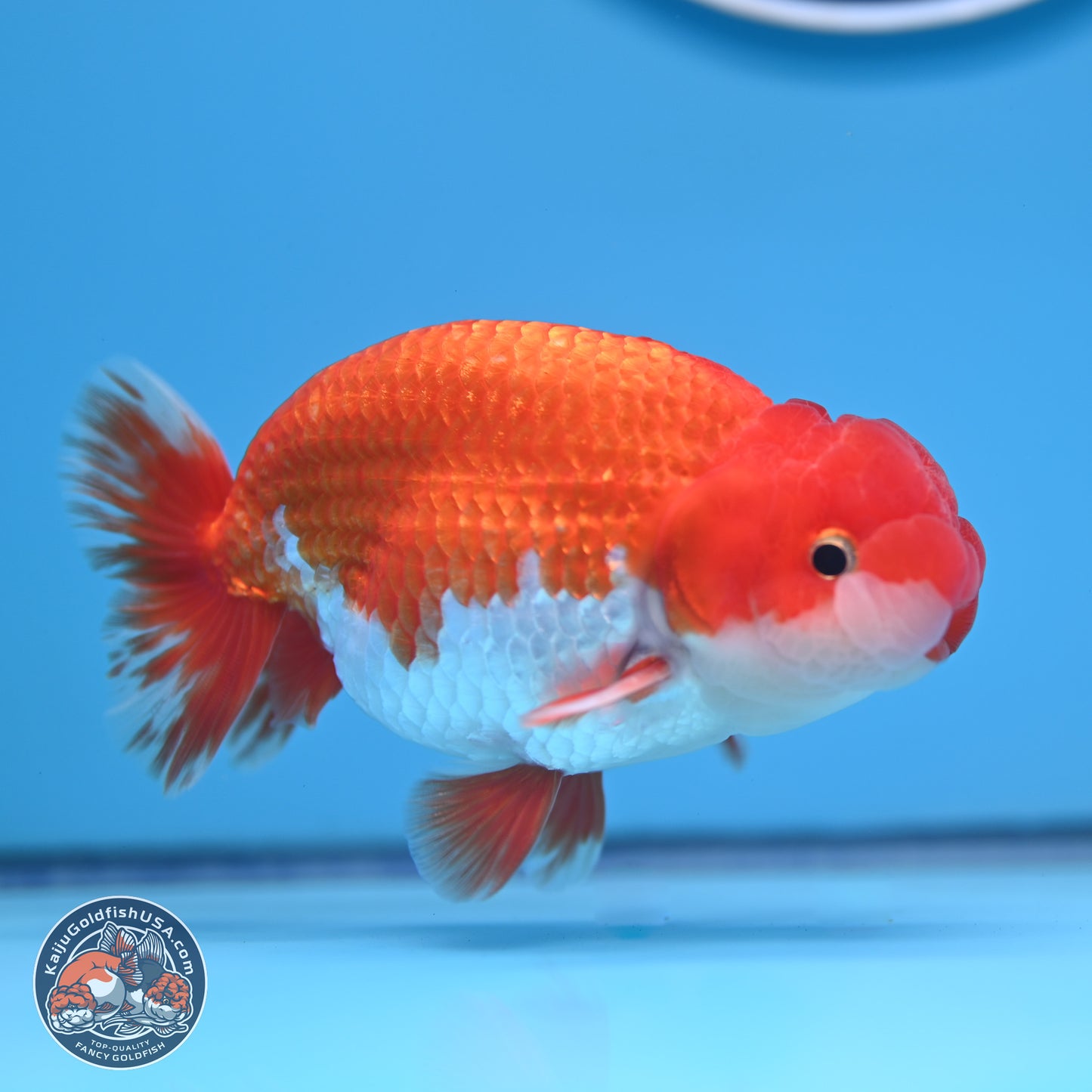 Red White Buffalo Ranchu 5 inches (241011_RC02) - Kaiju Goldfish USA