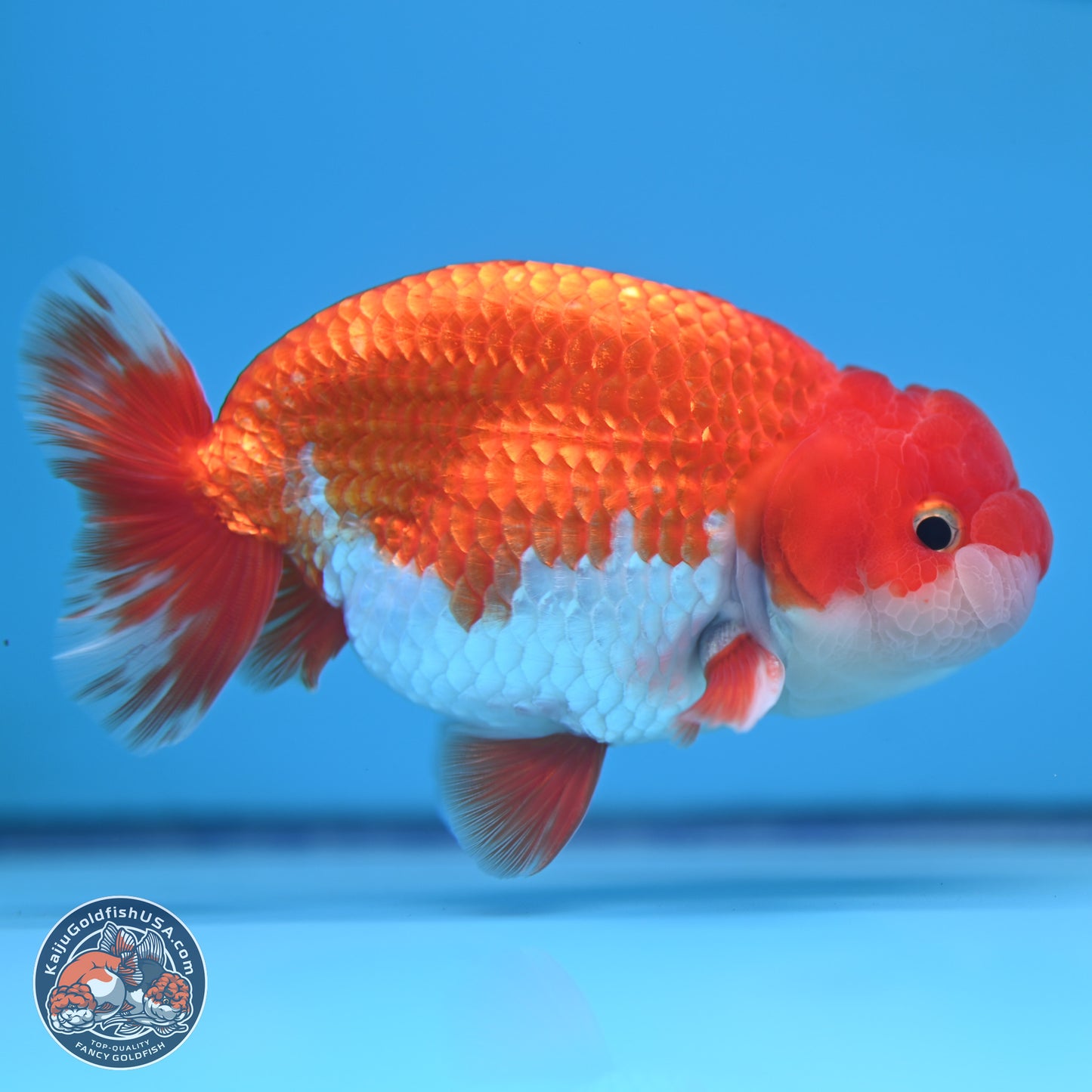 Red White Buffalo Ranchu 5 inches (241011_RC02) - Kaiju Goldfish USA
