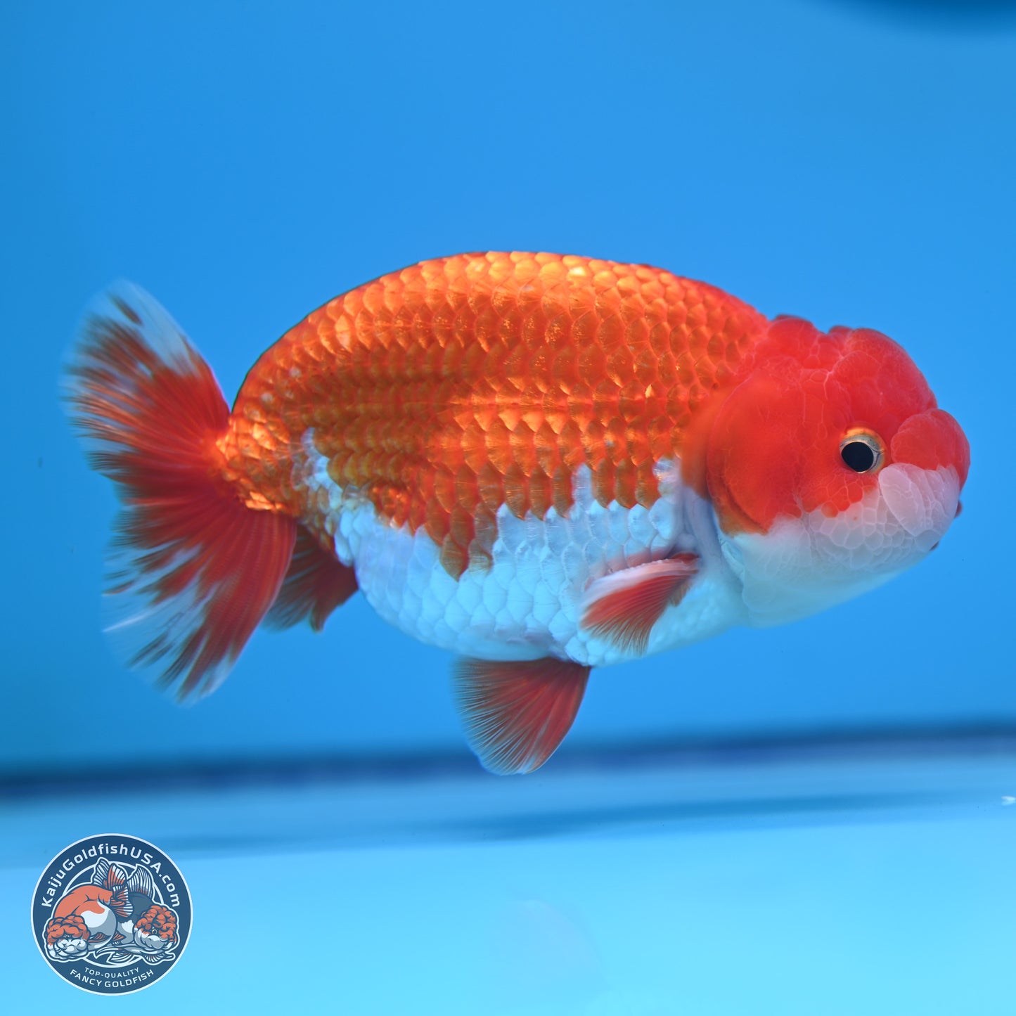 Red White Buffalo Ranchu 5 inches (241011_RC02) - Kaiju Goldfish USA