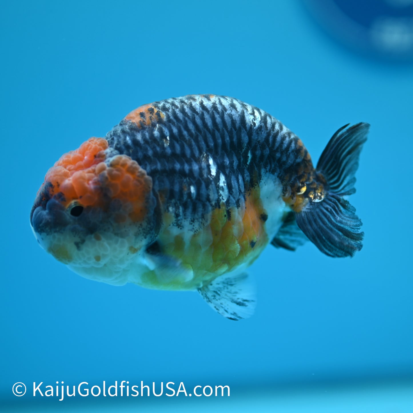Blue Based Red Head Kirin Ranchu 4-4.5 inches (240329_RC02) - Kaiju Goldfish USA