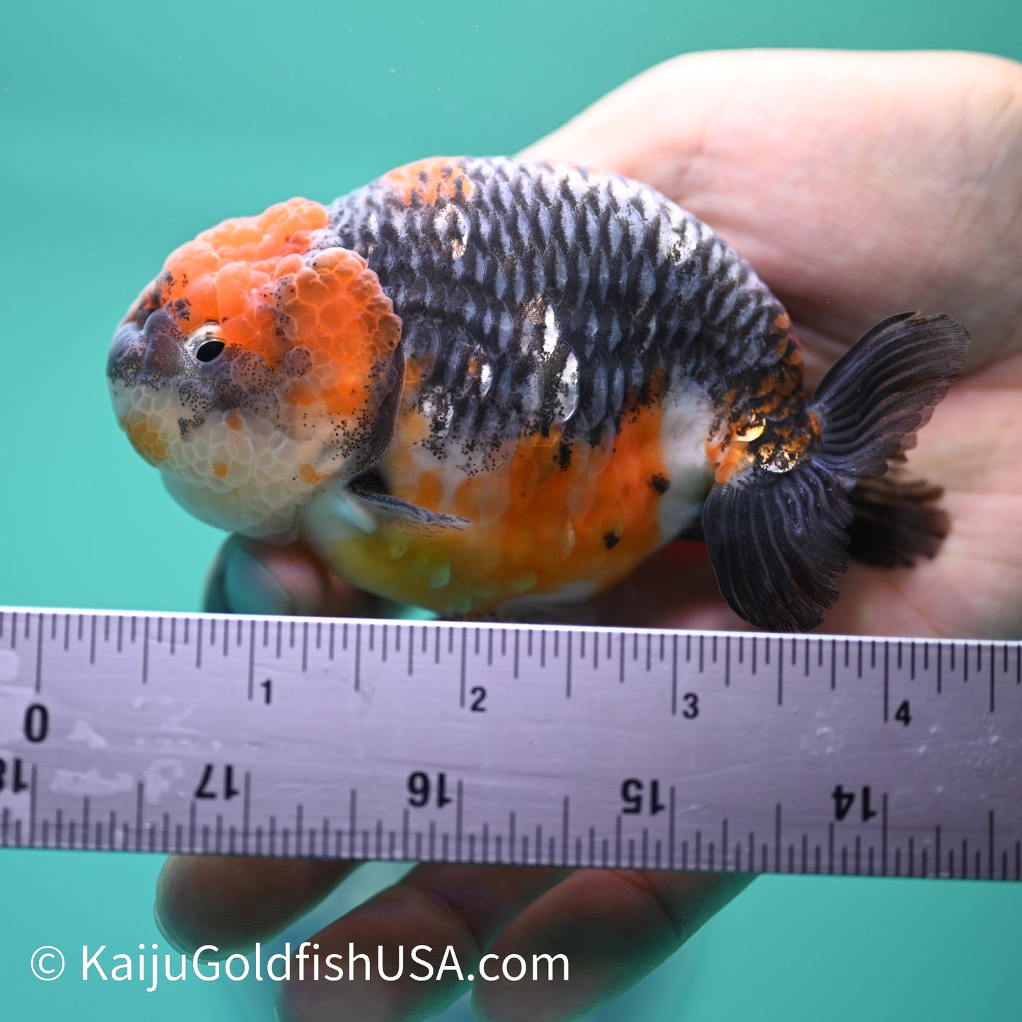 Blue Based Red Head Kirin Ranchu 4-4.5 inches (240329_RC02) - Kaiju Goldfish USA