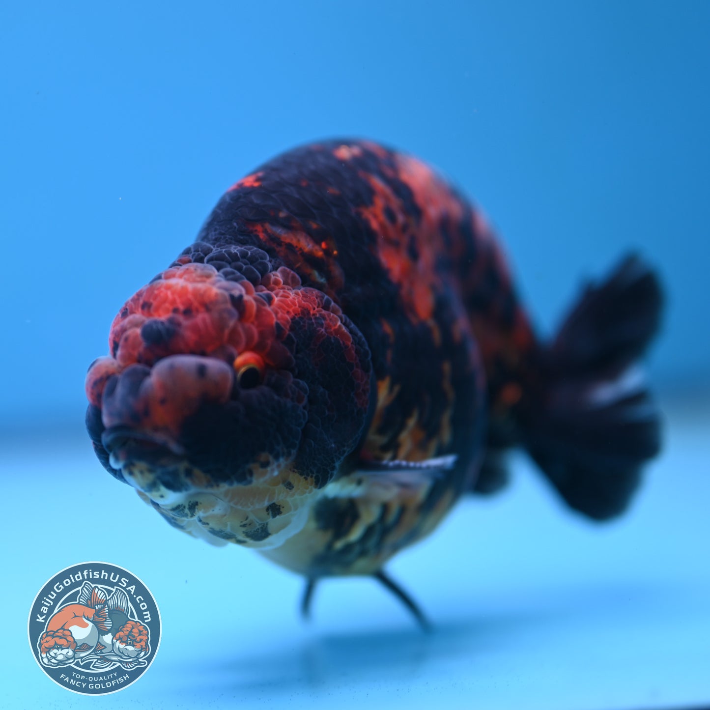 Tiger Ranchu 5 inch Body (250613_RC02)