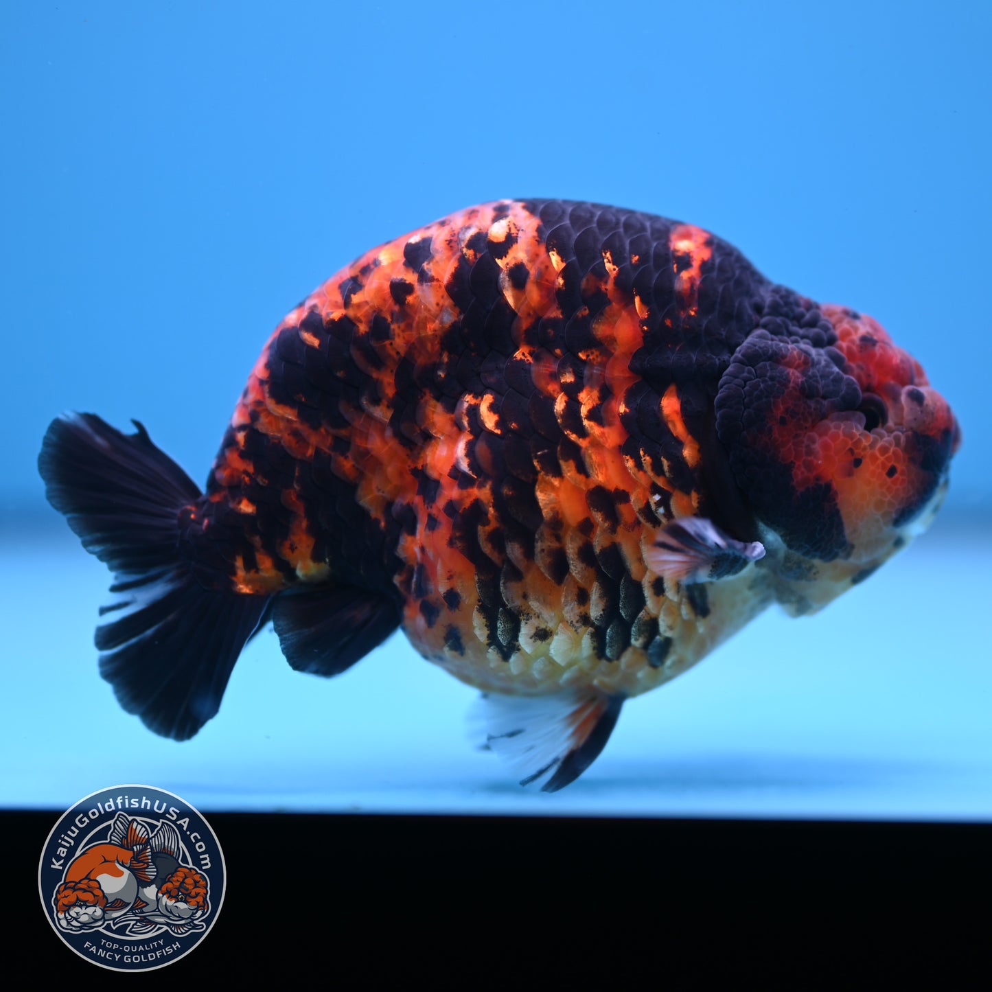 Tiger Ranchu 5 inch Body (250613_RC02)