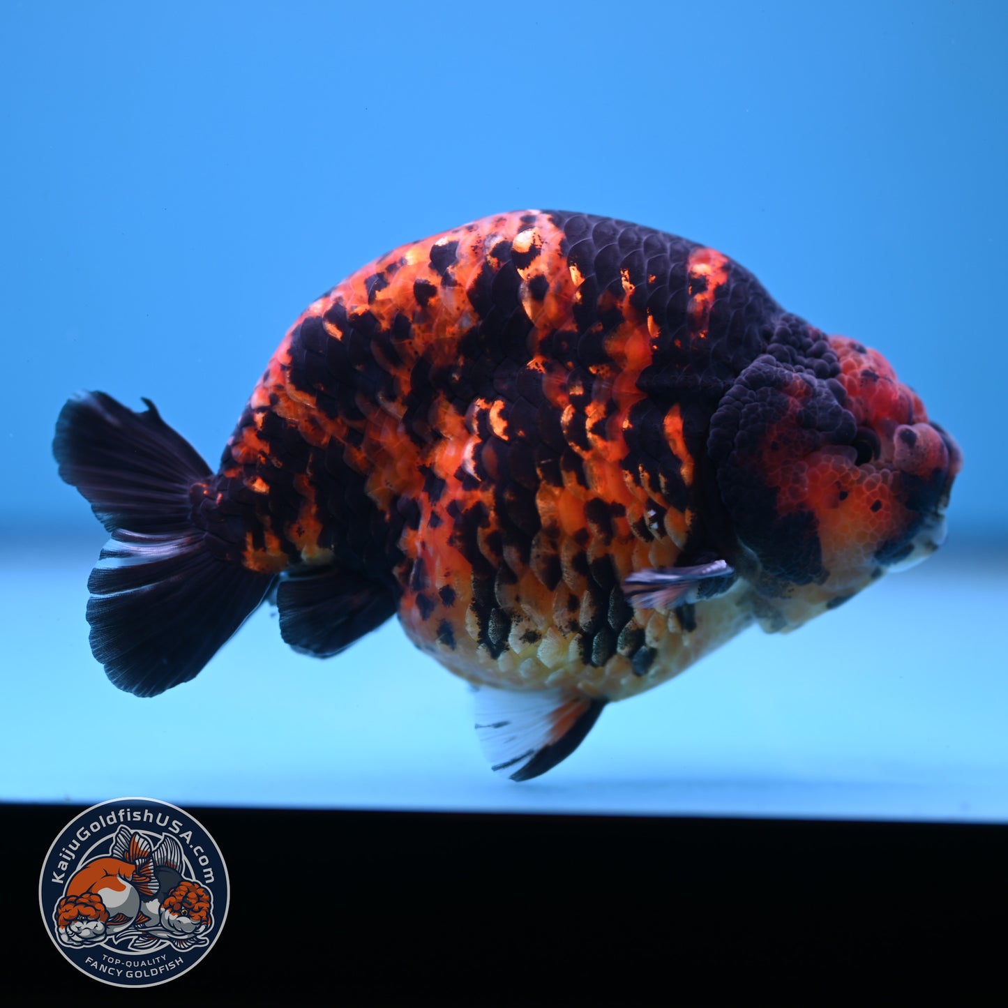 Tiger Ranchu 5 inch Body (250613_RC02)