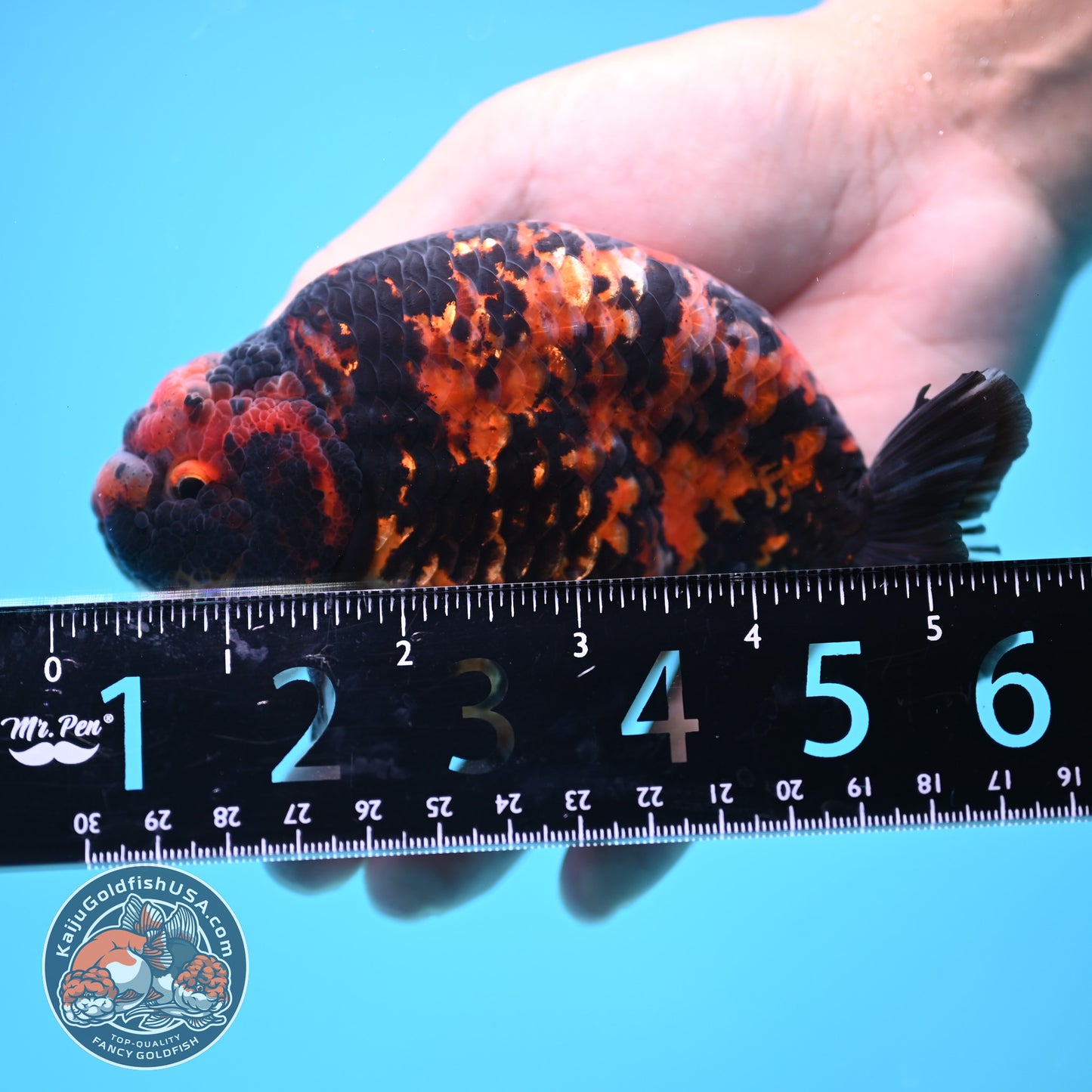 Tiger Ranchu 5 inch Body (250613_RC02)