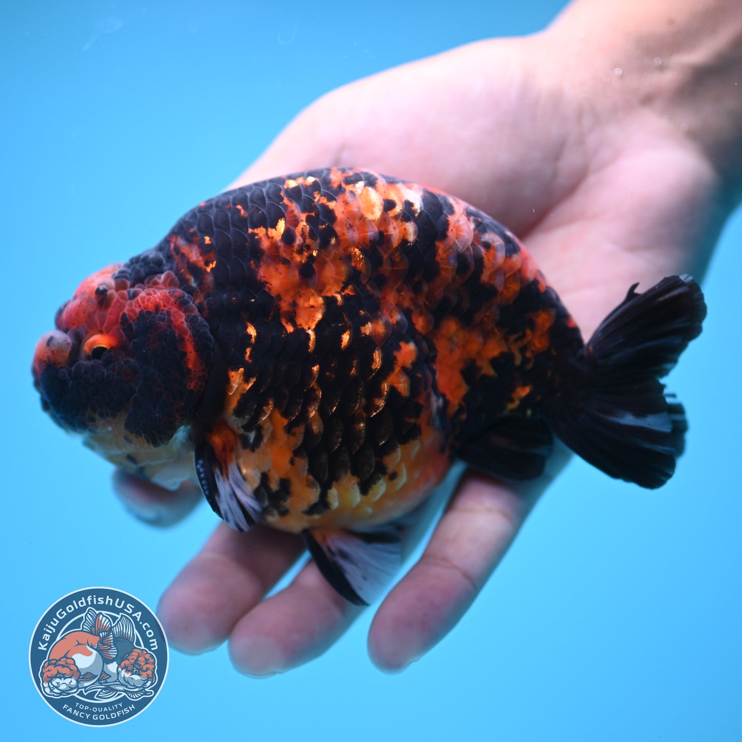 Tiger Ranchu 5 inch Body (250613_RC02)