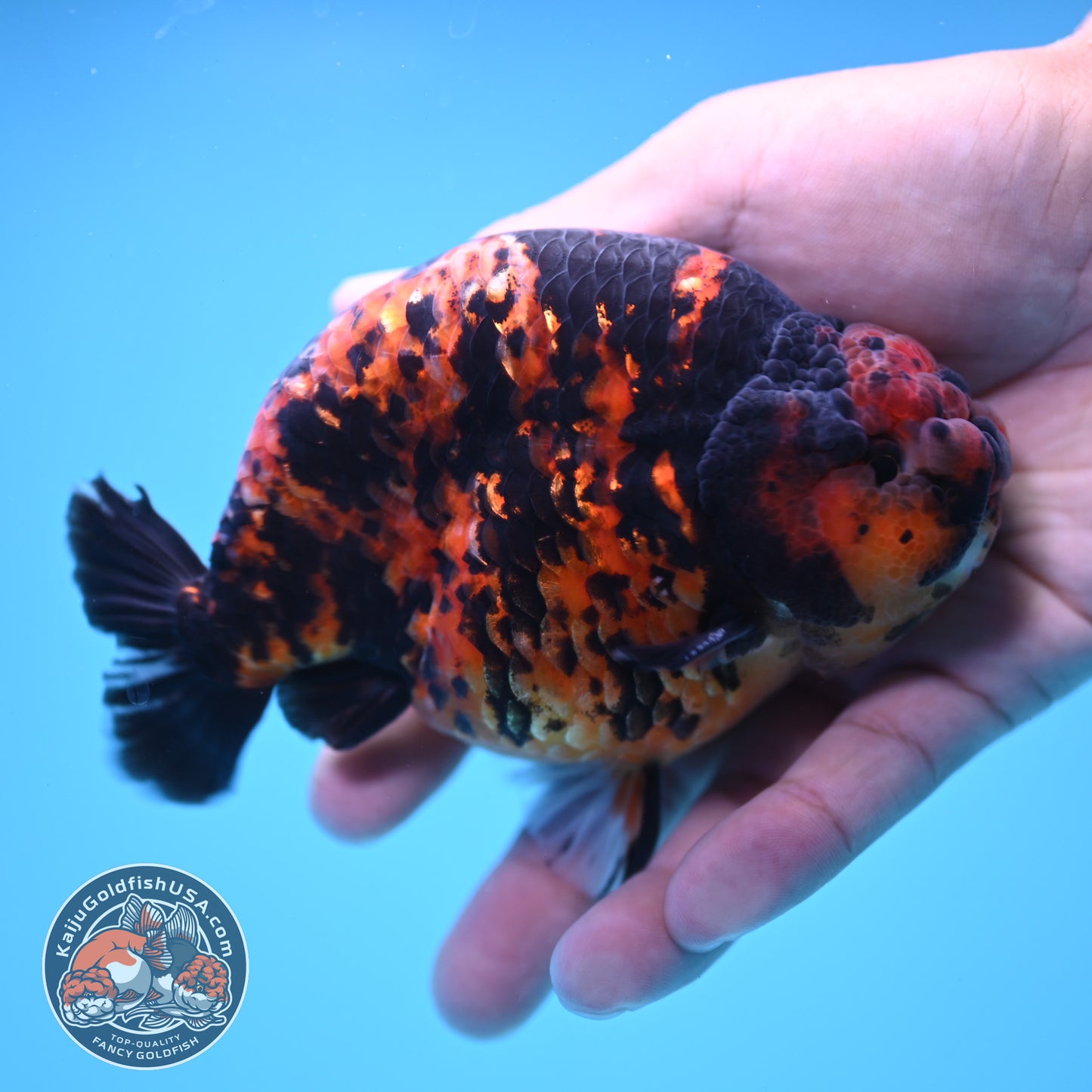 Tiger Ranchu 5 inch Body (250613_RC02)