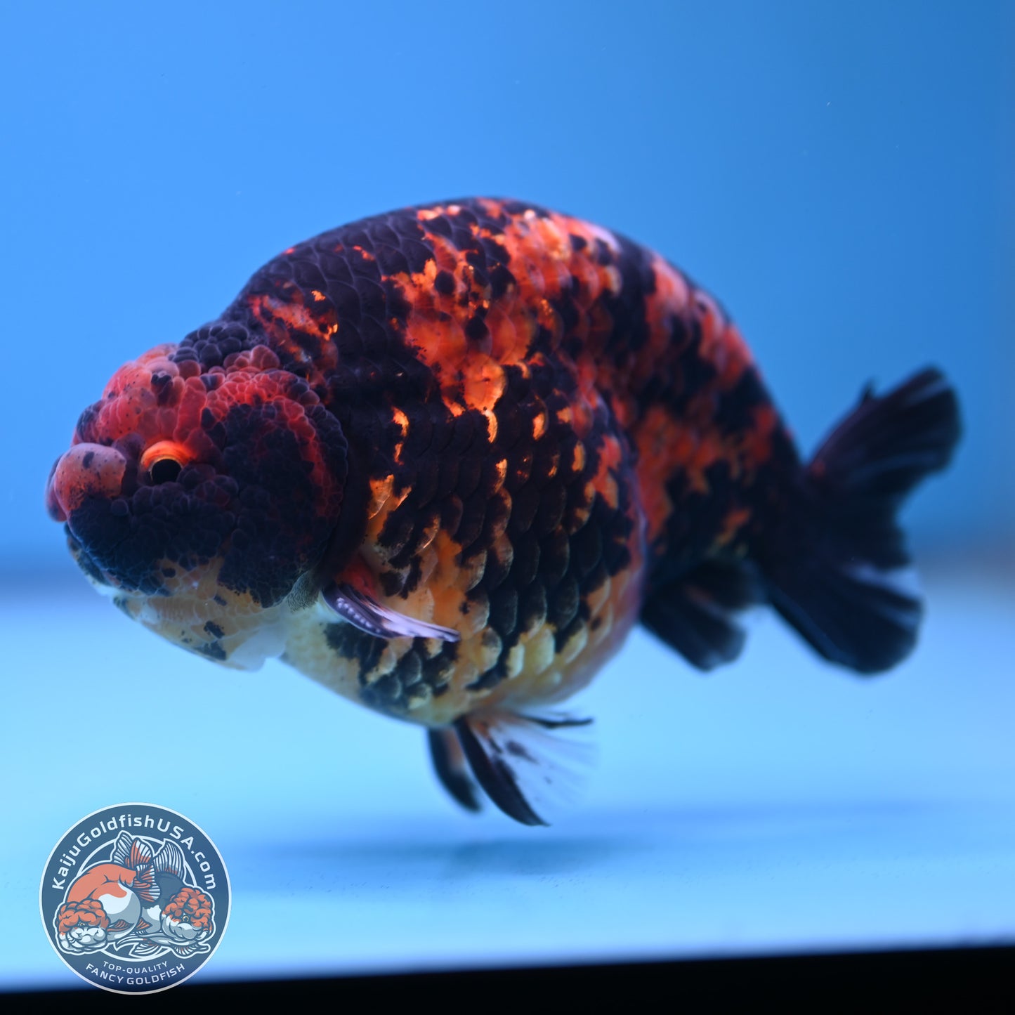 Tiger Ranchu 5 inch Body (250613_RC02)